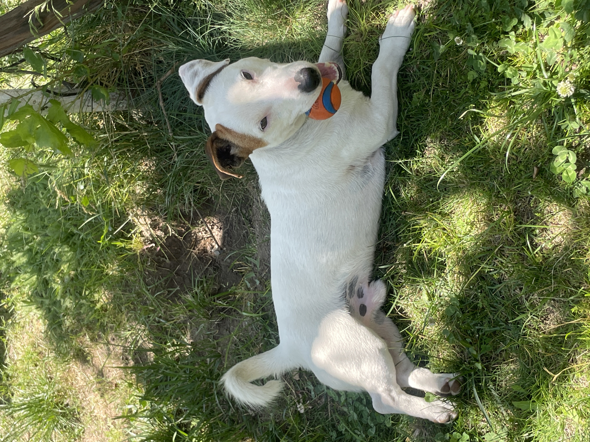 A white Jack Russell Terrier lies on its side on a patch of green grass under dappled sunlight. The dog has brown markings on its head and ears, and its tail is curled upwards. It holds an orange and blue ball in its mouth. The background consists of more grass, some clover, and the base of a tree.