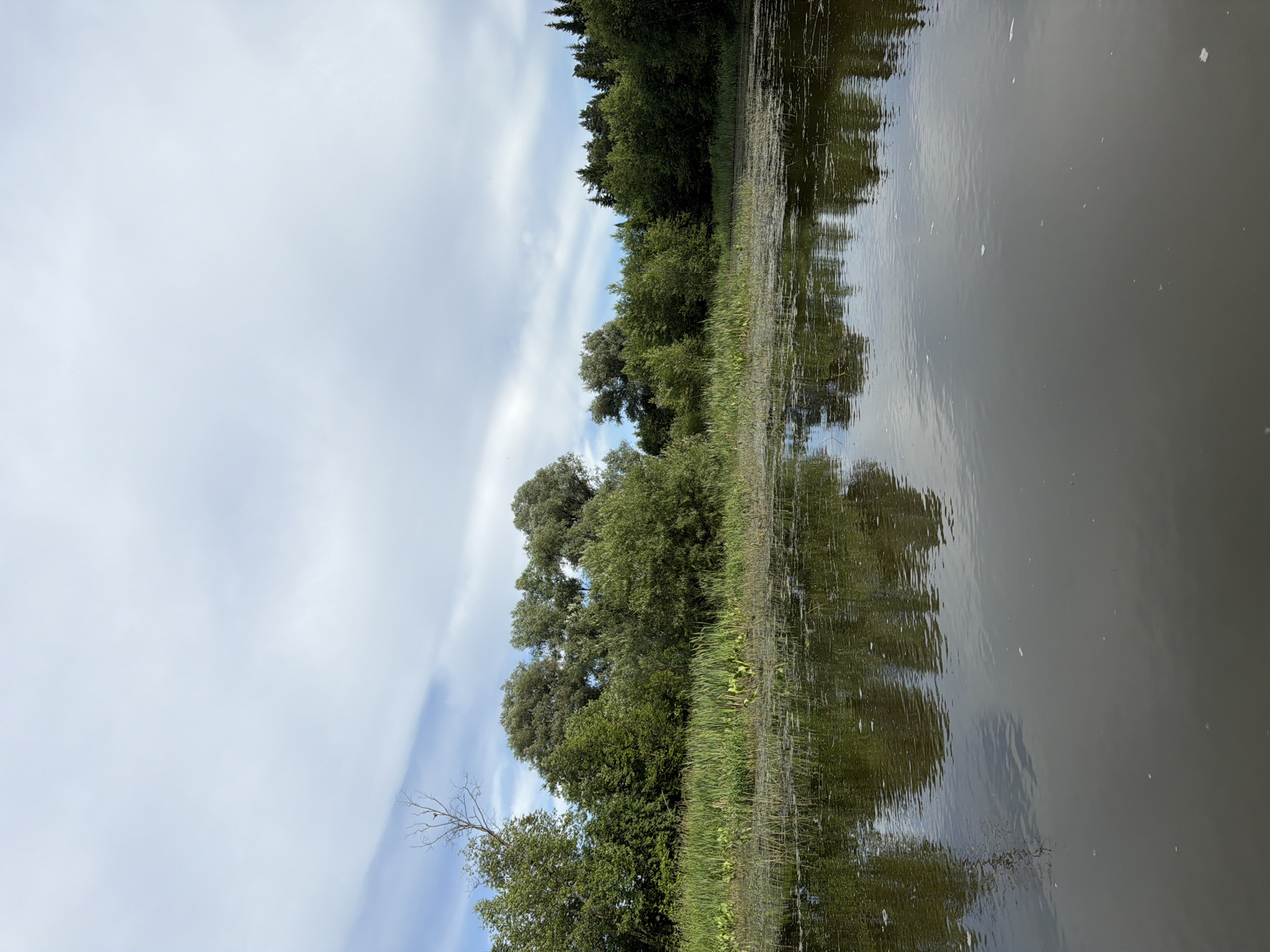 The image shows a natural landscape with a body of water in the foreground and a dense line of trees and vegetation along the far bank. The water is dark and reflects the sky and the trees. The sky is partially cloudy with white and blue patches. The vegetation along the bank is lush and varied, with tall grasses, reeds, and various trees, including deciduous and coniferous species. The scene appears to be a quiet, undeveloped natural area, possibly a river, lake, or pond, located in the vicinity of Garevaya, Russia. There are no people or man-made structures visible in the image. The overall impression is one of tranquility and natural beauty.