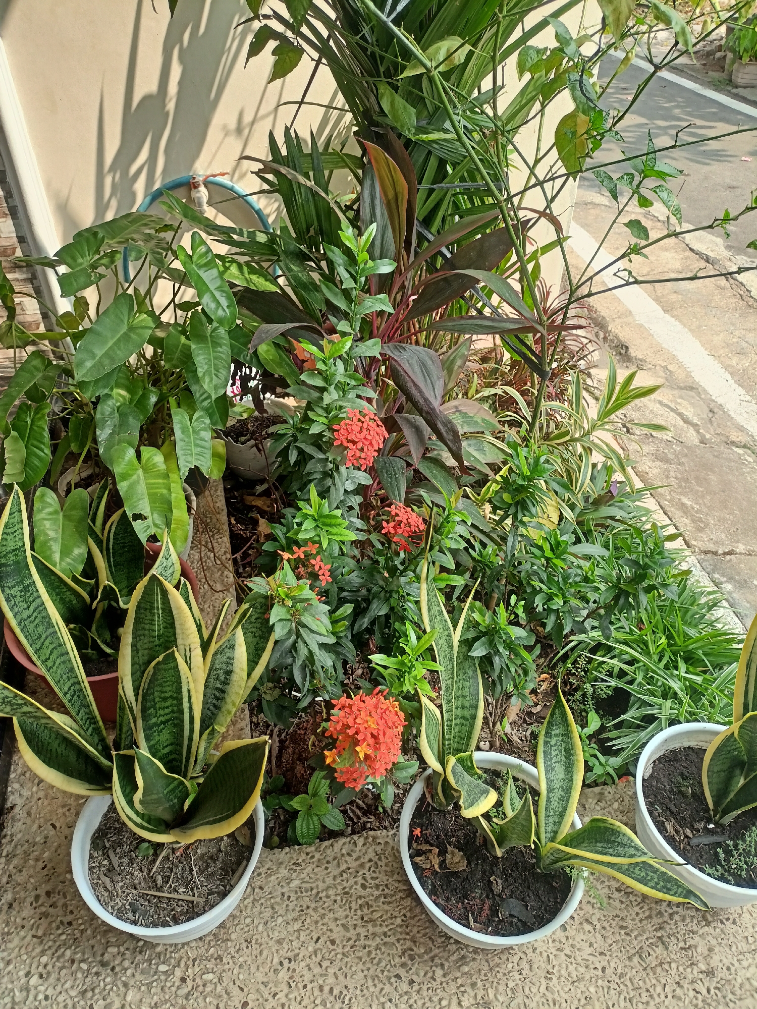 The image shows an outdoor collection of potted plants in front of a light-colored wall. In the foreground, there are three white pots containing snake plants with variegated green and yellow leaves. The snake plants have upright, sword-shaped leaves. To the right of the snake plants, a cluster of small orange flowers is visible, possibly Ixora. Behind the snake plants, a variety of other plants are present, including broad-leaved green plants, plants with dark reddish-green leaves, and tall, slender green plants. A blue pipe with a white spigot is attached to the wall in the upper left portion of the image. The ground is covered in small, light-colored pebbles, and a concrete path with a white stripe runs along the right side of the frame. The scene is bathed in sunlight, casting shadows from the plants onto the wall.