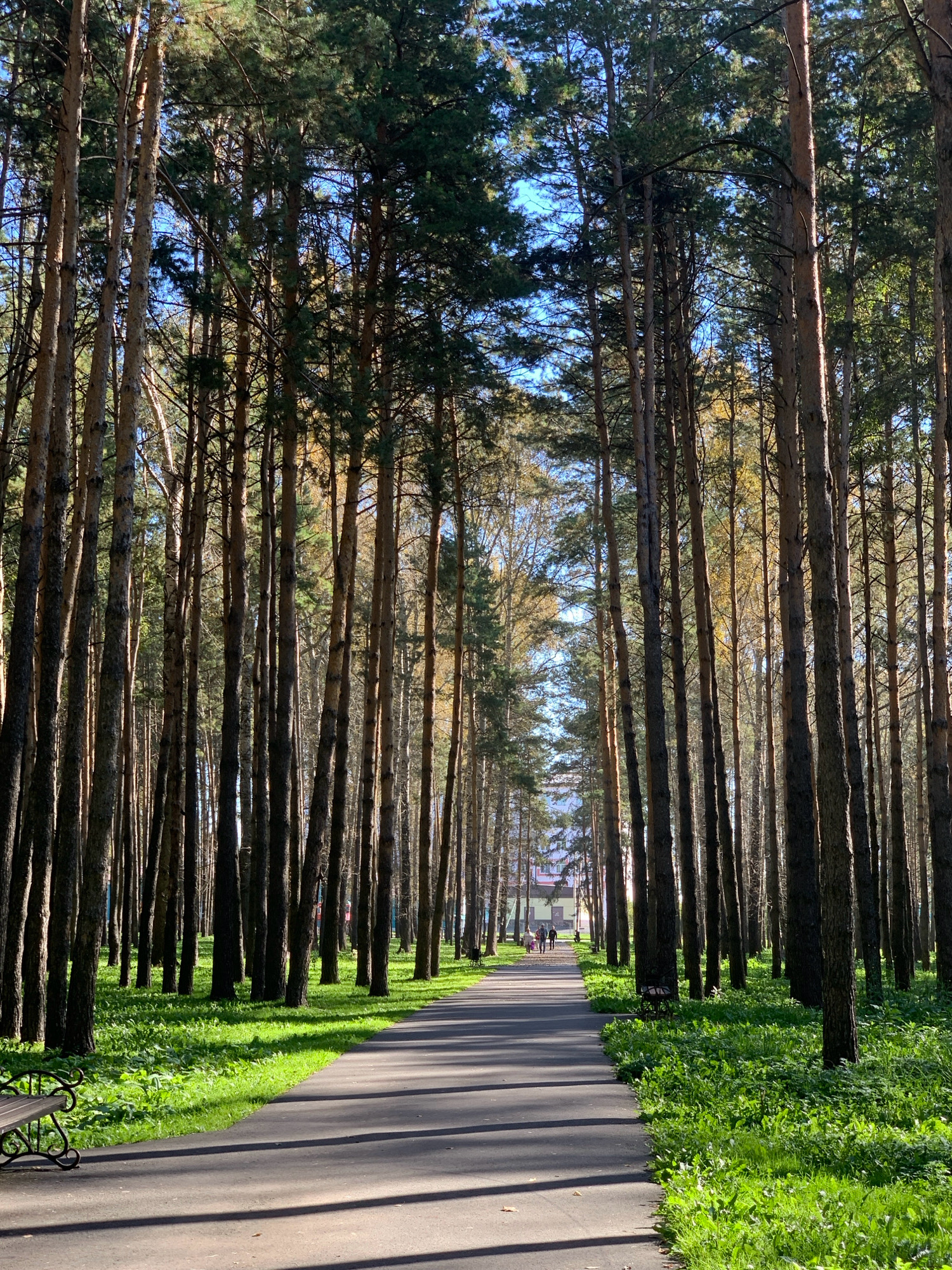 The image depicts a paved pathway through a dense forest of tall pine trees. The pathway is lined with lush green grass and sunlight filters through the trees, casting shadows on the ground. In the distance, a group of people are walking along the path. The scene appears to be in a park or a recreational area. The location is identified as Prokopyevsk, Russia.