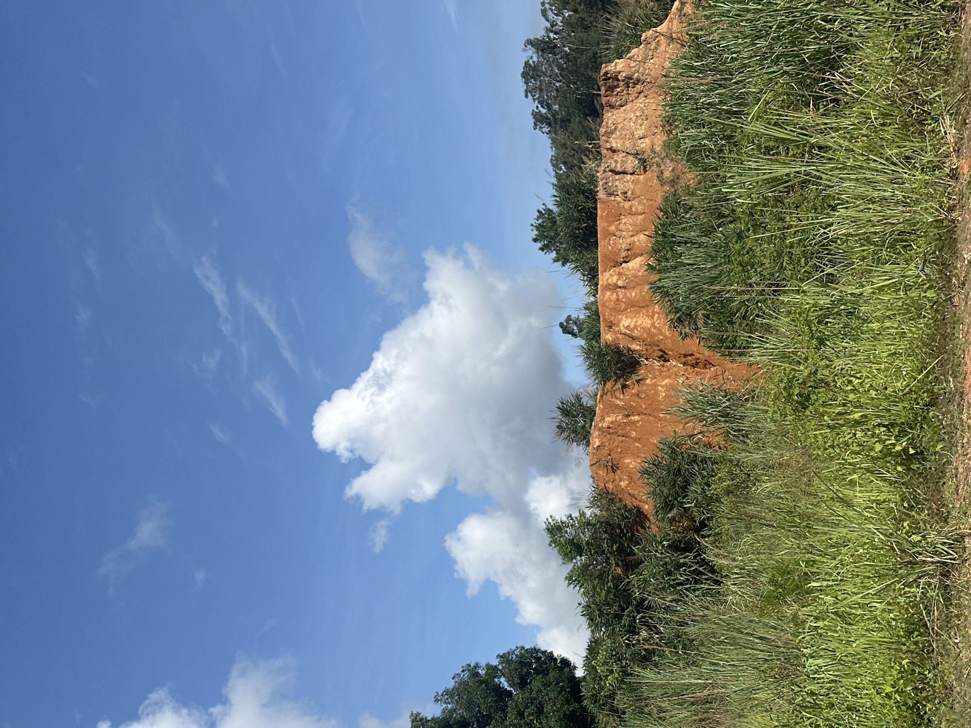 The image depicts a natural landscape scene under a bright blue sky with scattered white clouds. In the foreground, tall green grass and various plants create a dense ground cover. Behind the vegetation, a prominent mound of reddish-orange earth rises, displaying rough, eroded textures. The mound is partially covered in smaller green shrubs. In the background, a line of trees with dark green foliage forms a dense backdrop, suggesting a wooded area. The overall scene is rural and appears to be an outdoor location in Xayden, Laos, characterized by its natural, undeveloped terrain and vegetation. There are no people or man-made structures visible in the image.