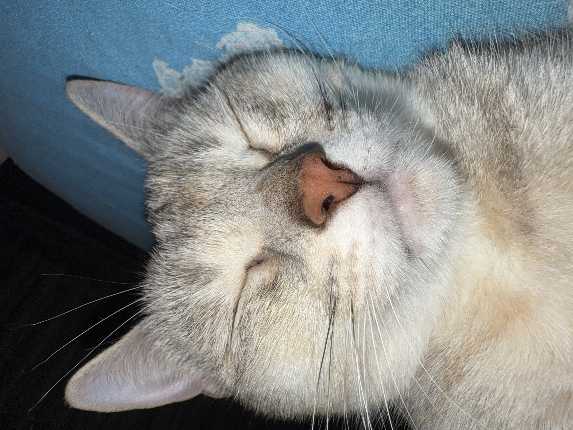 A close-up shot shows a sleeping cat with light grey and white fur. The cat is lying on a blue patterned surface. The cat's eyes are closed, and its pink nose is prominent. The cat's left ear is visible. No other details about the location, including the city of Фоки, Russia, are discernible from the image.