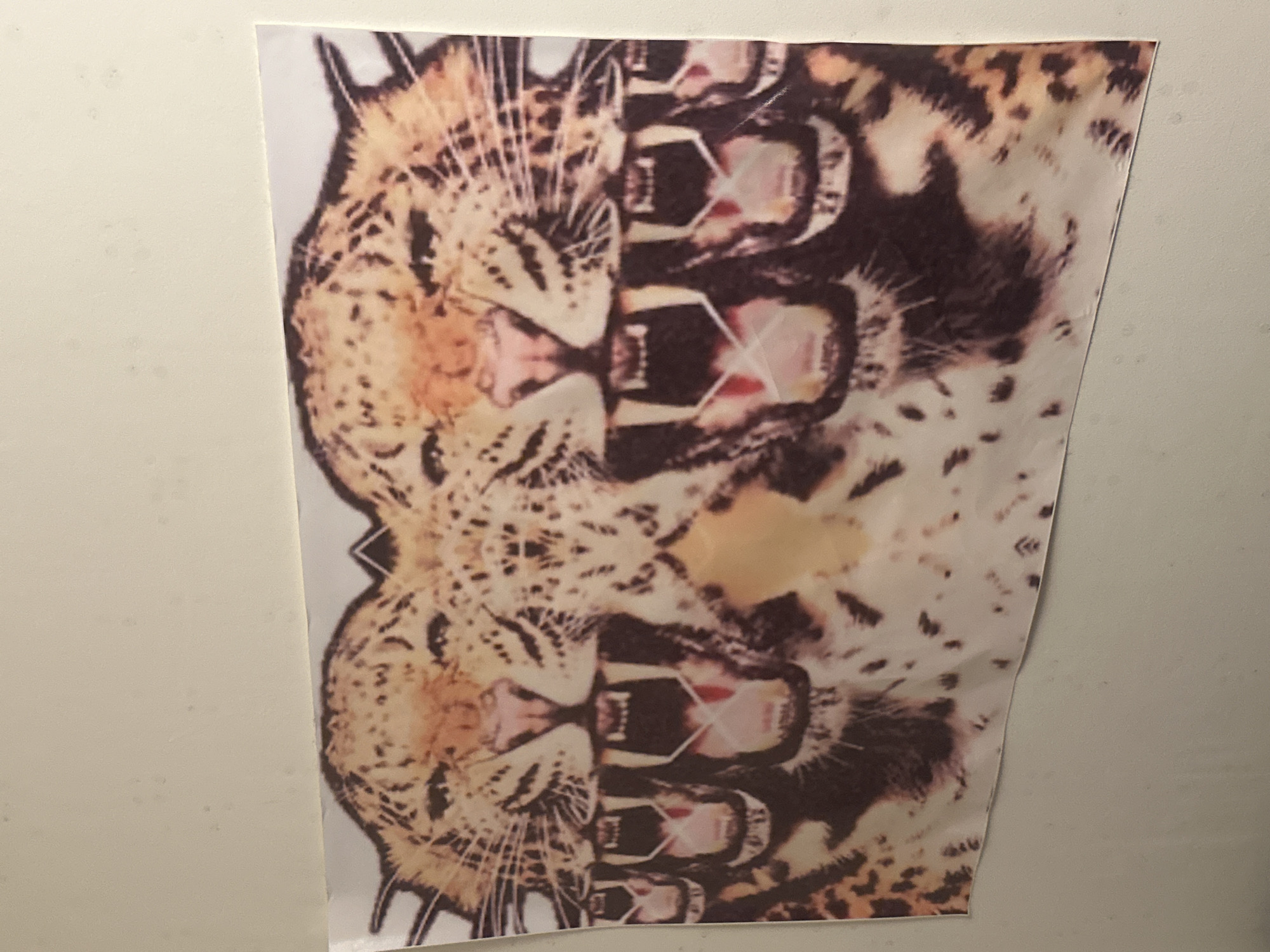 The image shows a printed poster of a leopard with its mouth open, seemingly roaring. The image is vertically oriented, with the leopard repeated twice, once right-side up and once upside down, effectively mirrored. The poster appears to be attached to a plain, light-colored wall. There is no visual information in the image to determine the location in the city of Canterbury, United Kingdom.