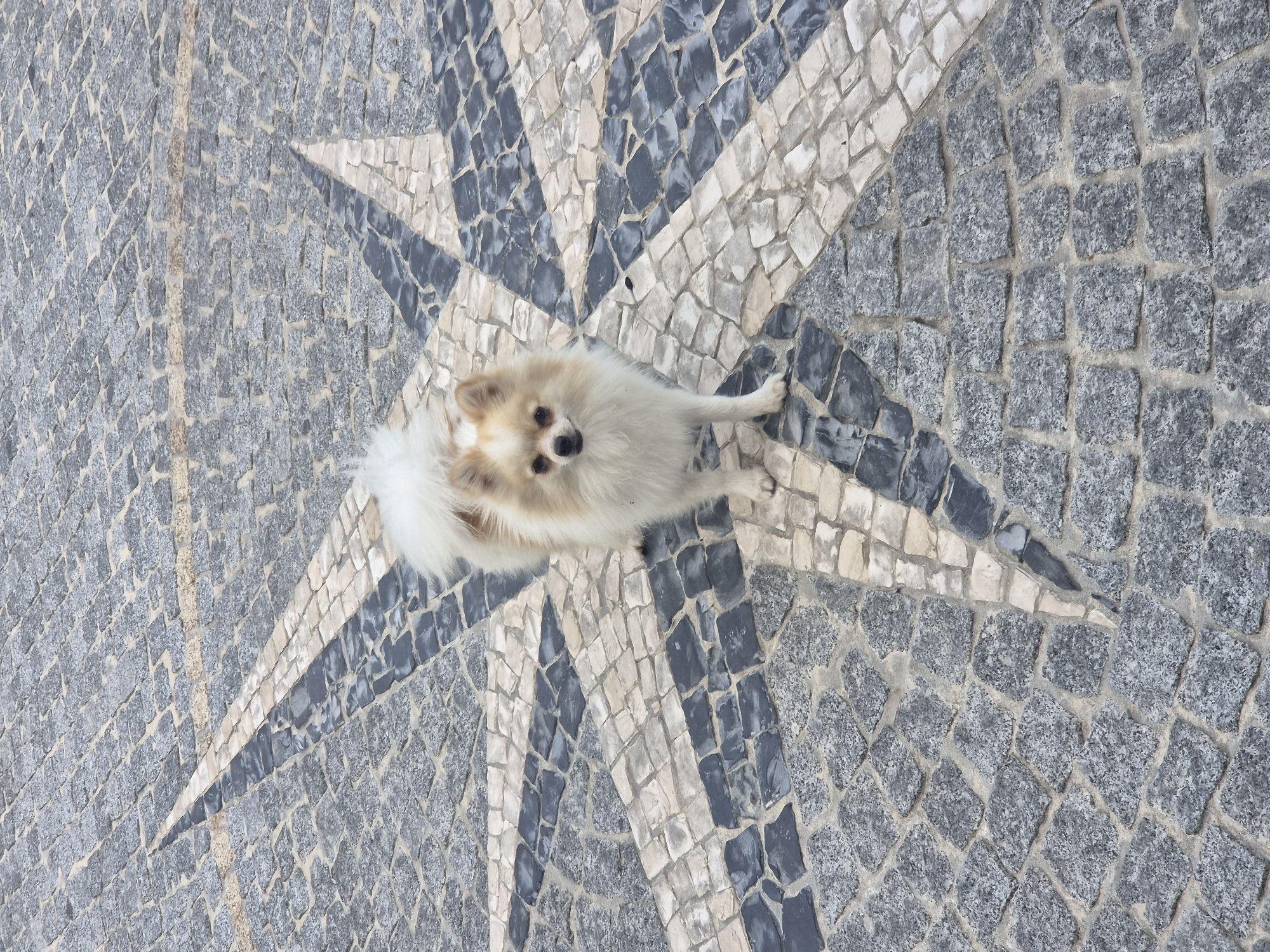 A small, fluffy, cream-colored Pomeranian dog stands on a cobblestone mosaic that resembles a compass rose. The dog is facing forward with its ears perked and eyes looking directly at the camera. The ground is paved with small, irregular stones in shades of gray, white, and black, forming a star-shaped pattern. The lighting suggests it is daytime. This mosaic is located in Barcelos, Portugal.