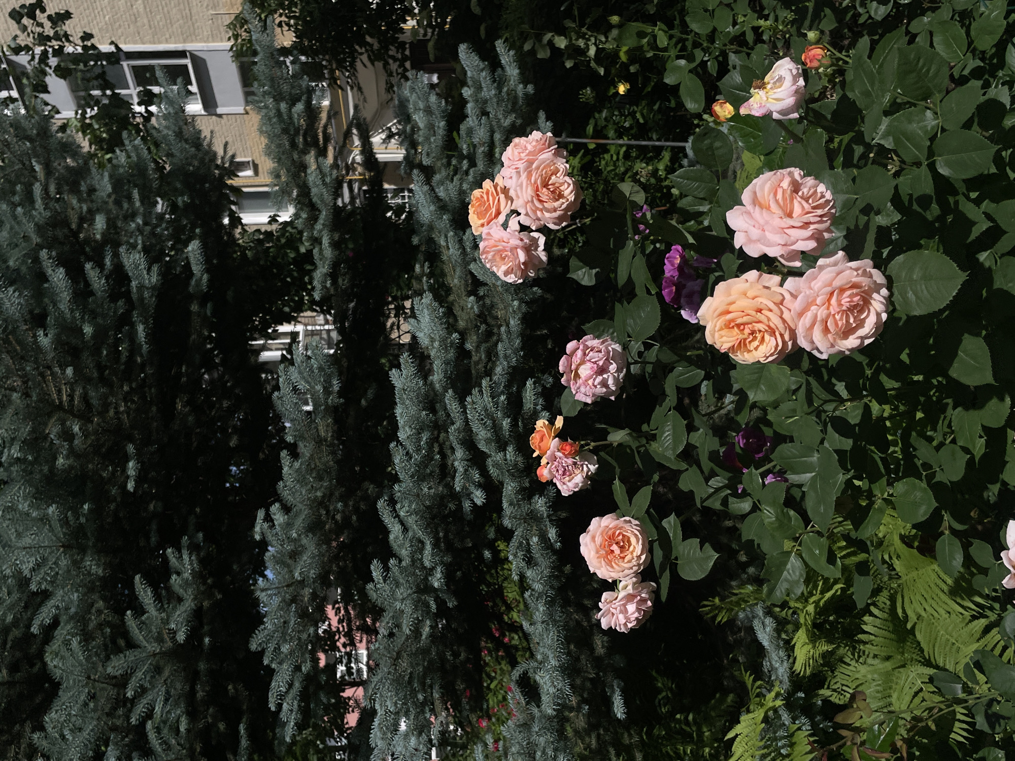 In Moscow, Russia, a lush garden blooms with a variety of roses in soft shades of pink, peach, and apricot. The roses are in various stages of bloom, with some fully open and others still in bud. They are interspersed with dark green foliage and the feathery fronds of ferns. In the background, a tall, blue-green spruce tree provides a striking contrast with its dense needles. Behind the spruce, a brick apartment building with white-trimmed windows is visible, suggesting an urban setting. Sunlight dapples the scene, casting shadows and highlighting the vibrant colors of the flowers.