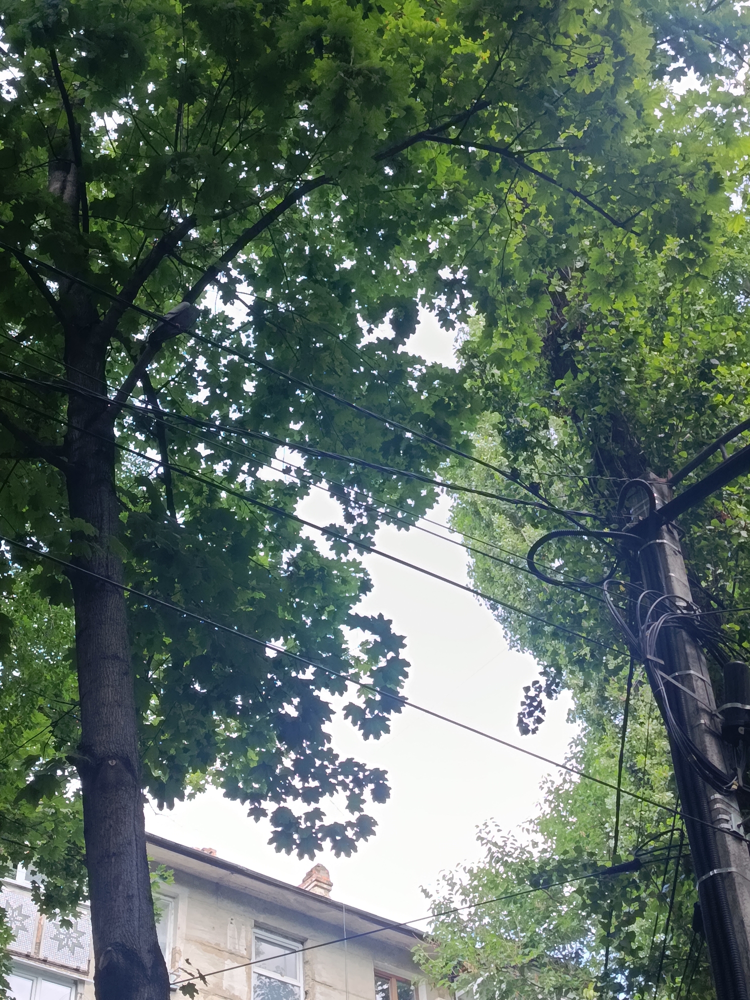 The image shows a view looking upwards at trees and utility poles in Chișinău, Moldova. Lush green leaves from large trees dominate the upper portion of the frame, with the sky visible through gaps in the foliage. Several black utility wires are strung across the image, supported by a grey concrete utility pole on the right side. The pole is wrapped with black cable management sleeves. Below the trees and wires, the top of a building is visible, featuring a beige facade, several windows, and parts of a tiled roof. The overall impression is an urban scene with significant vegetation.