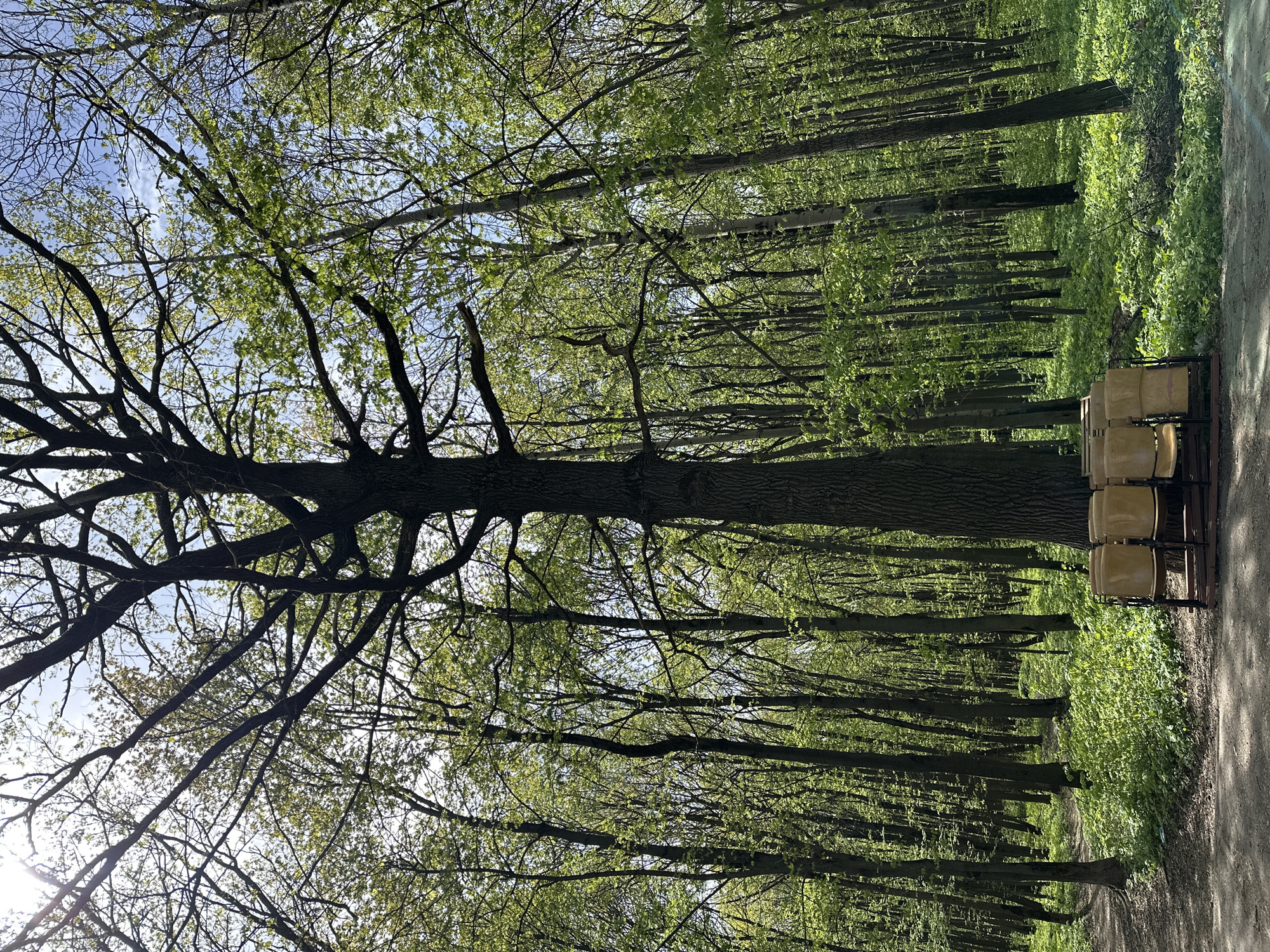 A park scene shows a densely wooded area with rows of trees lined up, forming a forest canopy overhead. The trees have fresh green foliage, suggesting springtime. On the right edge of the frame, there's a narrow dirt path adjacent to a stack of beige-colored chairs. Sunlight filters through the tree branches, creating dappled lighting on the ground and the trees. The image is taken from a low angle, looking upwards, emphasizing the height of the trees and the expansive canopy. The location is suspected to be in Nizhny Novgorod, Russia.