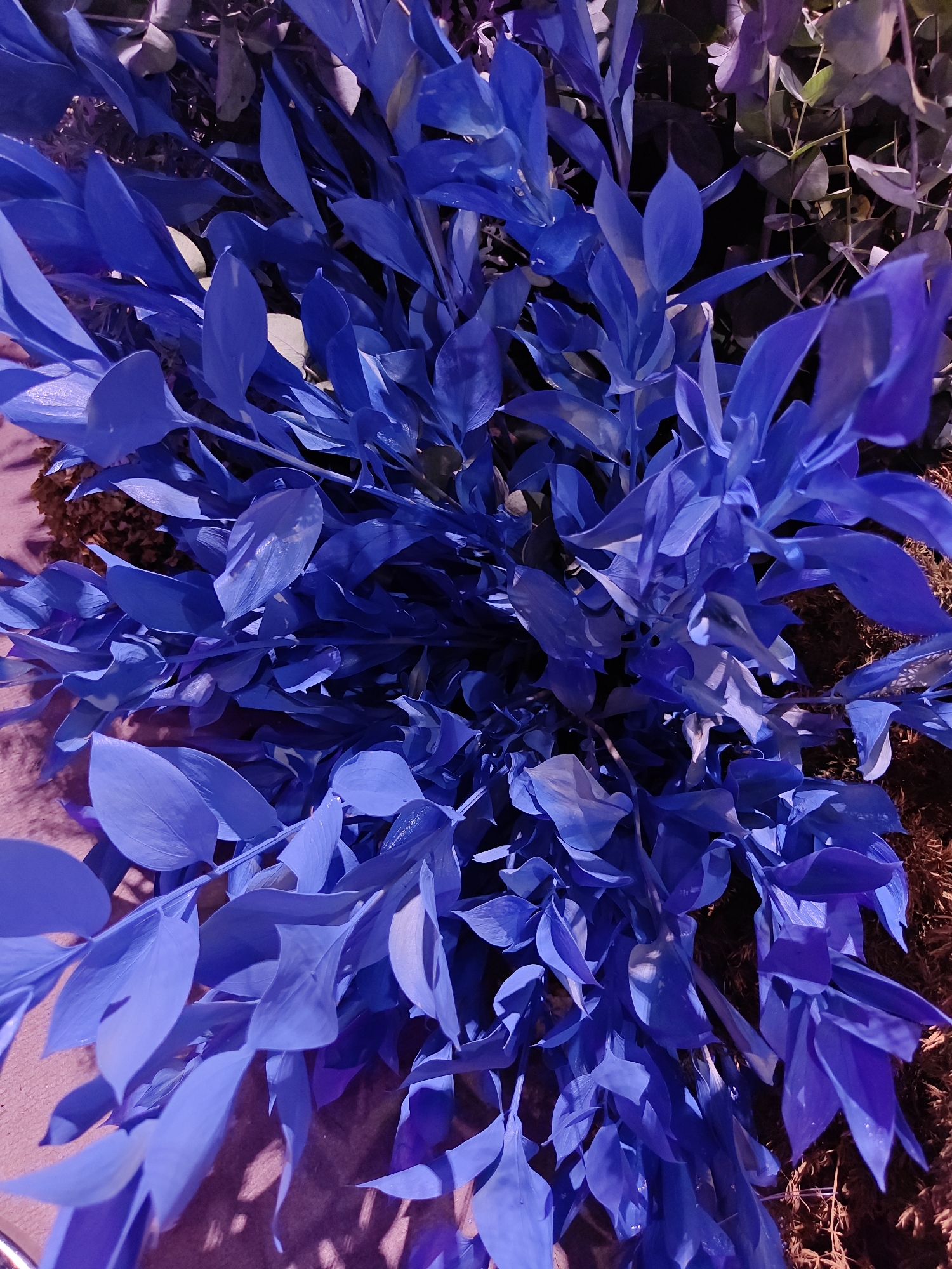 The image is a close-up, top-down view of a bouquet of bright blue foliage. The leaves are elongated and pointed, with a waxy sheen, and are densely packed. Some of the leaves are lighter blue where they catch the light, while others are a deeper, almost violet blue. In the background, the foliage transitions to darker, more muted tones, with hints of green and brown. The overall lighting creates a dramatic, almost artificial effect. There are no people, animals, or discernable structures visible in the image. The scene is purely focused on the botanical subject matter. There is no information in the image to suggest a specific location in Tel-Aviv, Israel.