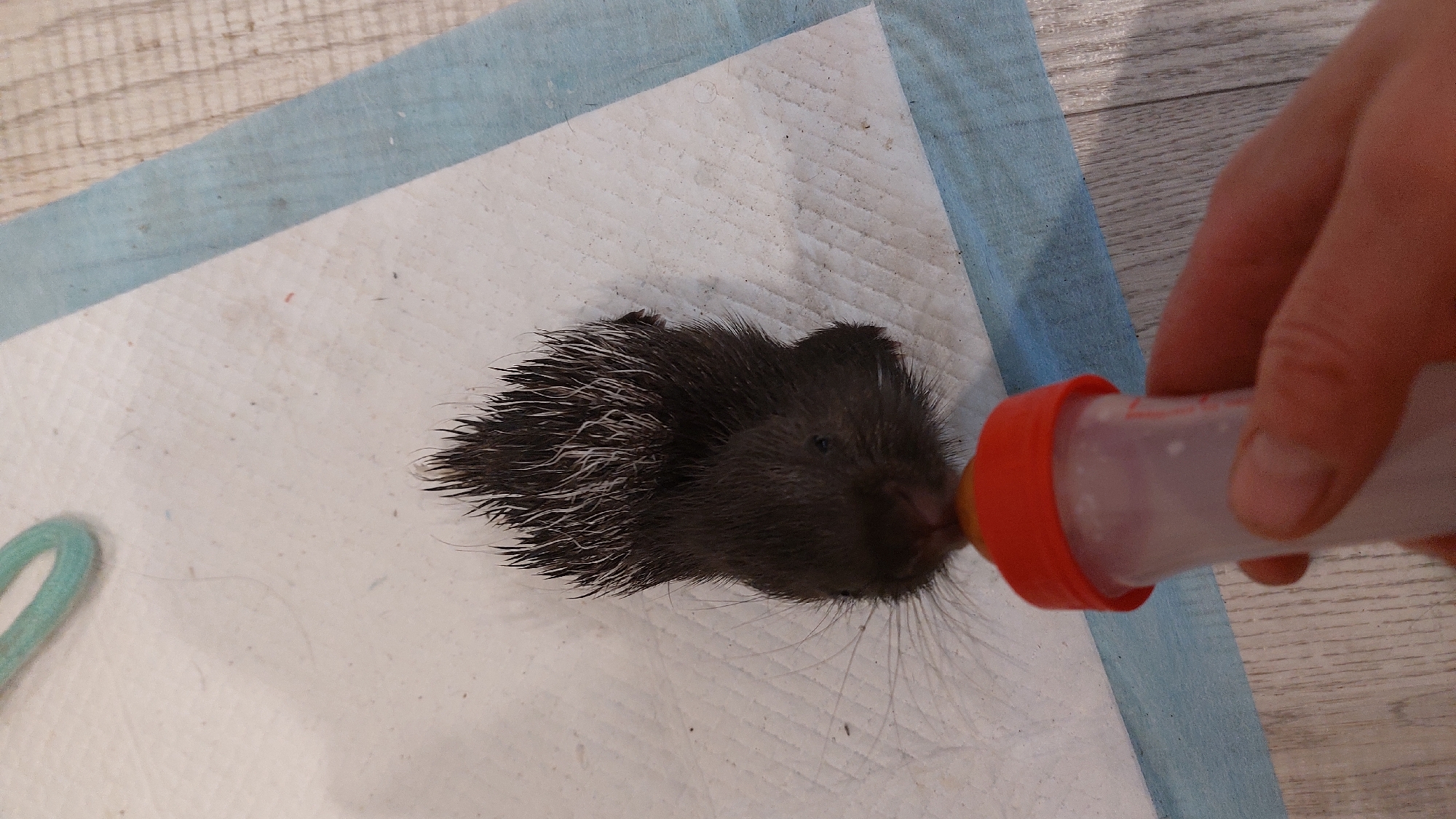 A close-up, high-angle shot shows a person's hand holding a baby bottle with an orange nipple and cap, feeding a very young porcupine. The porcupine is dark brown with white quills and long whiskers. It is lying on a white, absorbent pad, which is on top of a light blue and white patterned surface. The background shows a wooden floor with a light wood grain. The lighting is bright and even, suggesting it's indoors during the day. The scene appears to be a caring environment, likely a rescue or rehabilitation setting, given the specialized feeding apparatus and the apparent vulnerability of the young animal. The focus is on the feeding process, with the porcupine's head close to the bottle's nipple. There is no visible text in the image. The location is identified as Зелёный, Russia.
