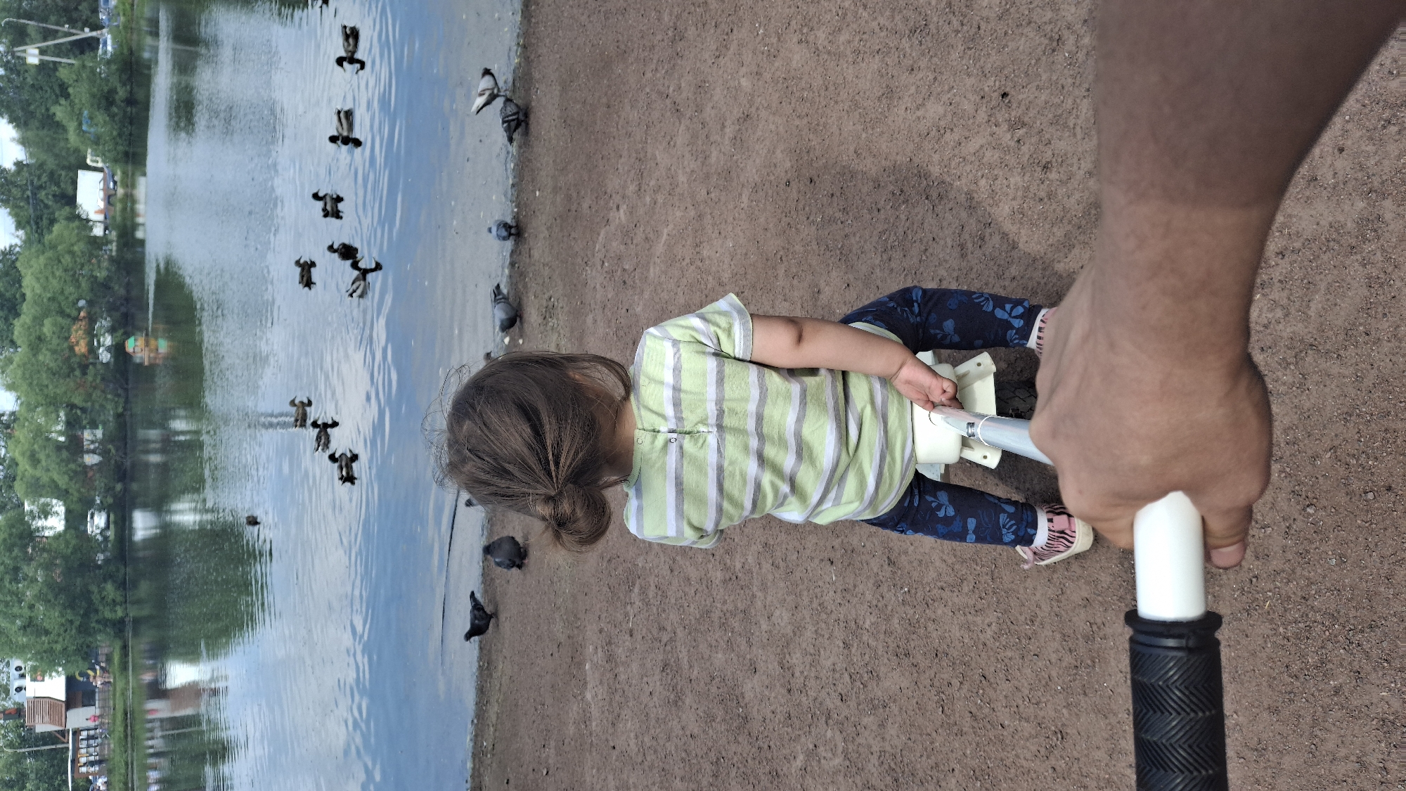 The image depicts a child sitting on a white toy tricycle near the edge of a body of water. The child is facing away from the camera and has dark hair tied in a bun. They are wearing a green and white striped t-shirt and dark blue pants with a floral pattern. The tricycle has a white frame and what appears to be a pink shoe visible on the child's left foot. In the foreground, a person's hand is holding onto the handle of a scooter or a similar wheeled device, suggesting they are either pushing or holding onto the child's tricycle.
The environment appears to be a park or recreational area. A calm body of water, likely a pond or lake, is visible in the background, reflecting the sky and trees. Several ducks are swimming in the water, and pigeons are scattered on the sandy ground near the water's edge. Beyond the water, trees line the shore, and some buildings and structures are visible in the distance, including what might be a small pavilion or cafe with people around it. The ground is covered with light brown sand or gravel.
The scene suggests a casual outdoor outing, possibly in a city park. Given the presence of architectural styles and natural features commonly found in Saint Petersburg, this location could be a park like Yelagin Island Park or the Summer Garden. The overall atmosphere is peaceful and summery, with overcast or bright daylight conditions.