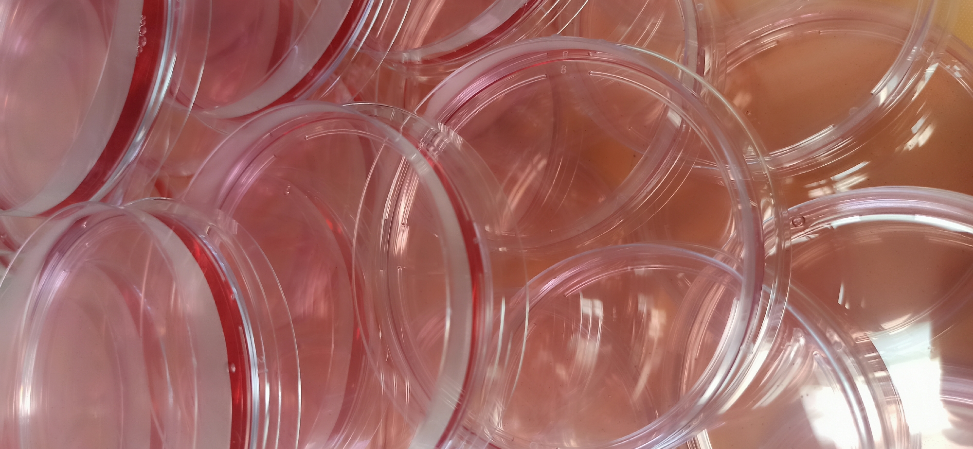 This media file shows a close-up, overhead view of a pile of clear plastic petri dishes. The petri dishes are stacked and overlapping, creating a sense of depth and texture. Each dish has a slightly raised rim, and some of the rims have a thin red stripe. The bottom of some of the dishes appears to contain a pinkish liquid, possibly a culture medium. The lighting is bright, suggesting an indoor or well-lit environment, and there are reflections on the surfaces of the plastic. No people are visible in the image. The overall scene is sterile and organized, indicative of a laboratory or scientific setting. There is a small number "8" visible on the inside rim of one of the petri dishes.