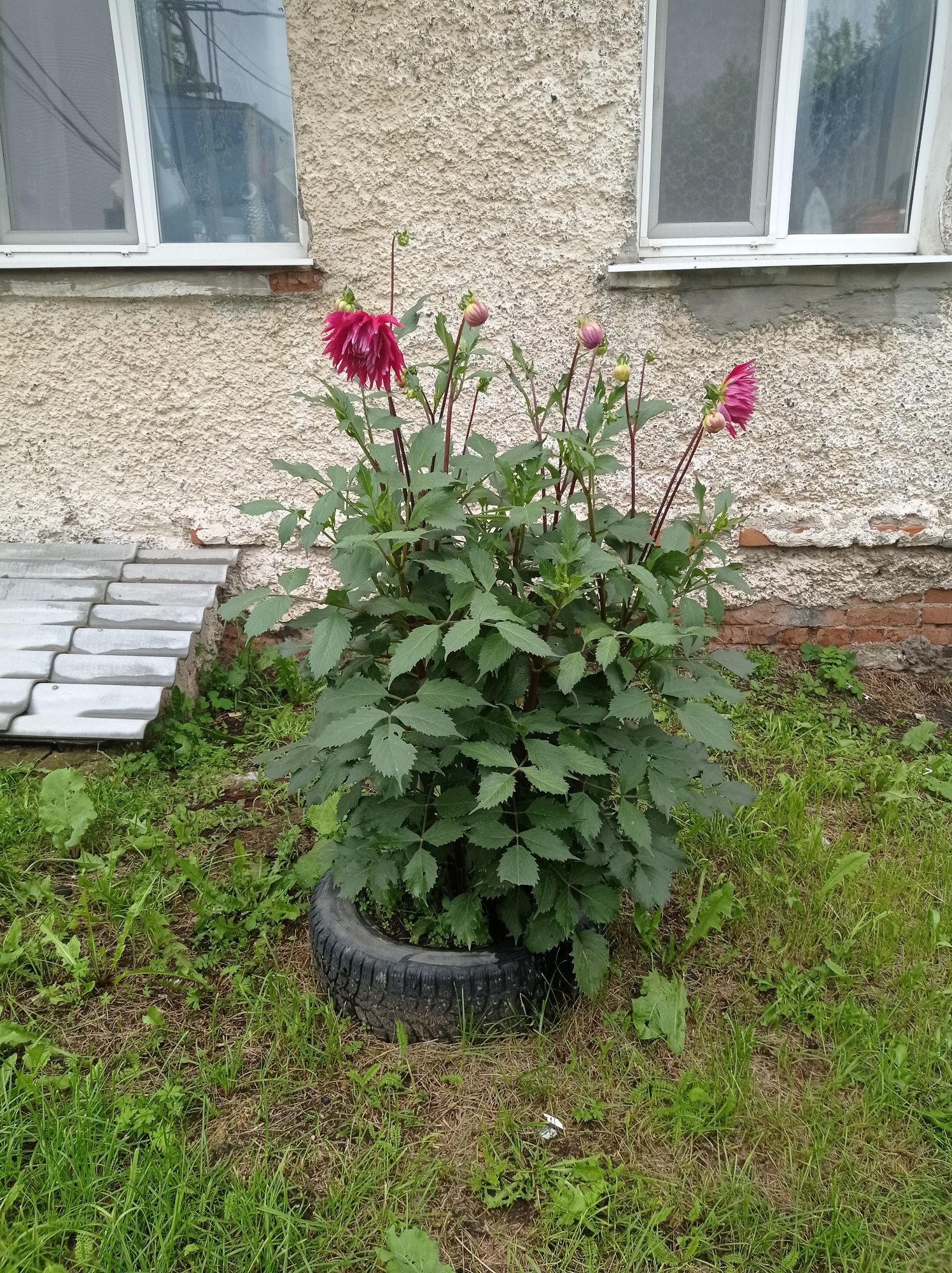 This image captures a close-up view of a vibrant pink dahlia plant with multiple blooms and buds, positioned in a rough, grassy area outside a building. The plant is growing within a black, used car tire, which serves as a makeshift planter. Behind the dahlia, the textured, light-colored exterior wall of a building is visible. The wall has several visible repairs, including exposed brickwork in some areas. To the left of the plant, a section of a grey, segmented structure, possibly a small ramp or walkway made of concrete slabs, is visible. Two windows with white frames are set into the building wall above the dahlia. The overall scene appears to be an outdoor urban or suburban setting. The location is identified as Degtyarsk, Russia. There are no people or animals visible in the image.