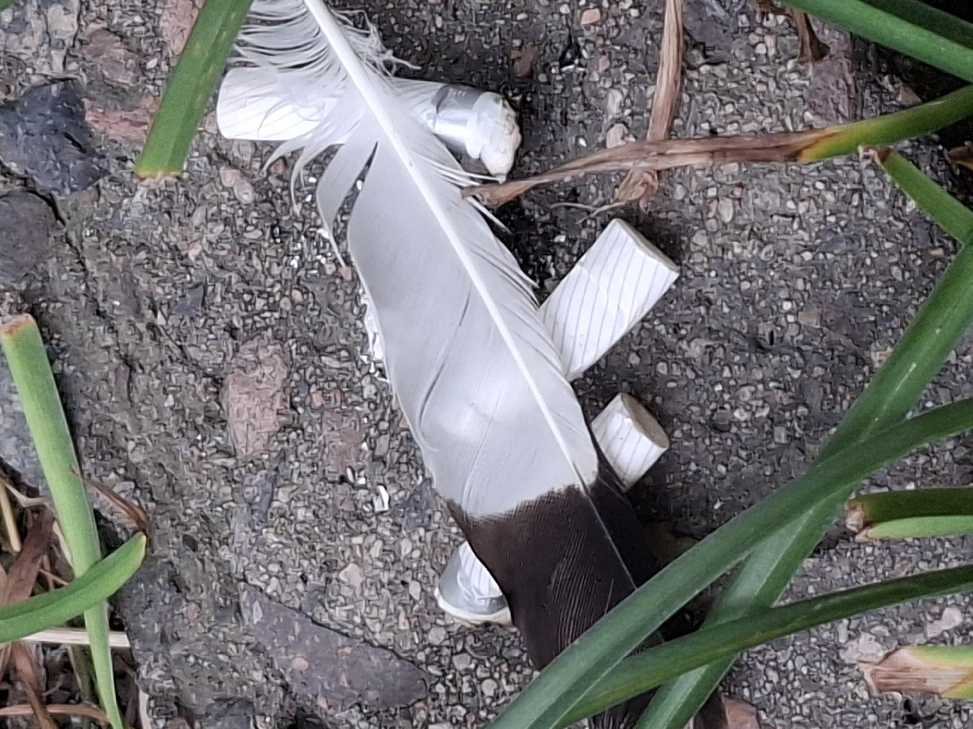 A bird feather with a dark brown base and white tip lies horizontally across a gravelly surface, appearing to be supported by two rolled pieces of paper with blue stripes. The feather is angled diagonally from the lower left to the upper right. Green grass stalks are visible in the foreground and along the left edge of the frame, with some dry brown plant matter also present. The scene is outdoors on a rough, granular ground.