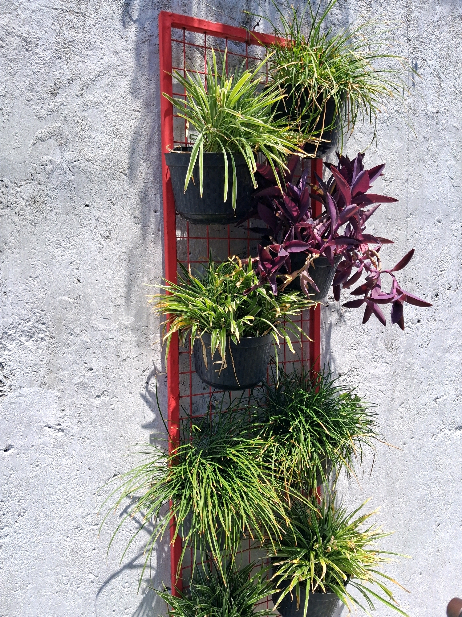 A vertical arrangement of potted plants hangs on a textured gray wall in Surakarta, Indonesia. The plants are suspended from a thin, red metal frame. From top to bottom, the arrangement consists of a plant with long, thin green and yellow striped leaves, followed by a plant with deep purple, lance-shaped leaves. Below that is another plant with thin, grassy green leaves, and finally, at the bottom, two more plants with similar grassy green foliage. The wall is rough and uneven, with visible stucco texture. Sunlight casts shadows on the wall and plants, indicating an outdoor setting during the daytime.
