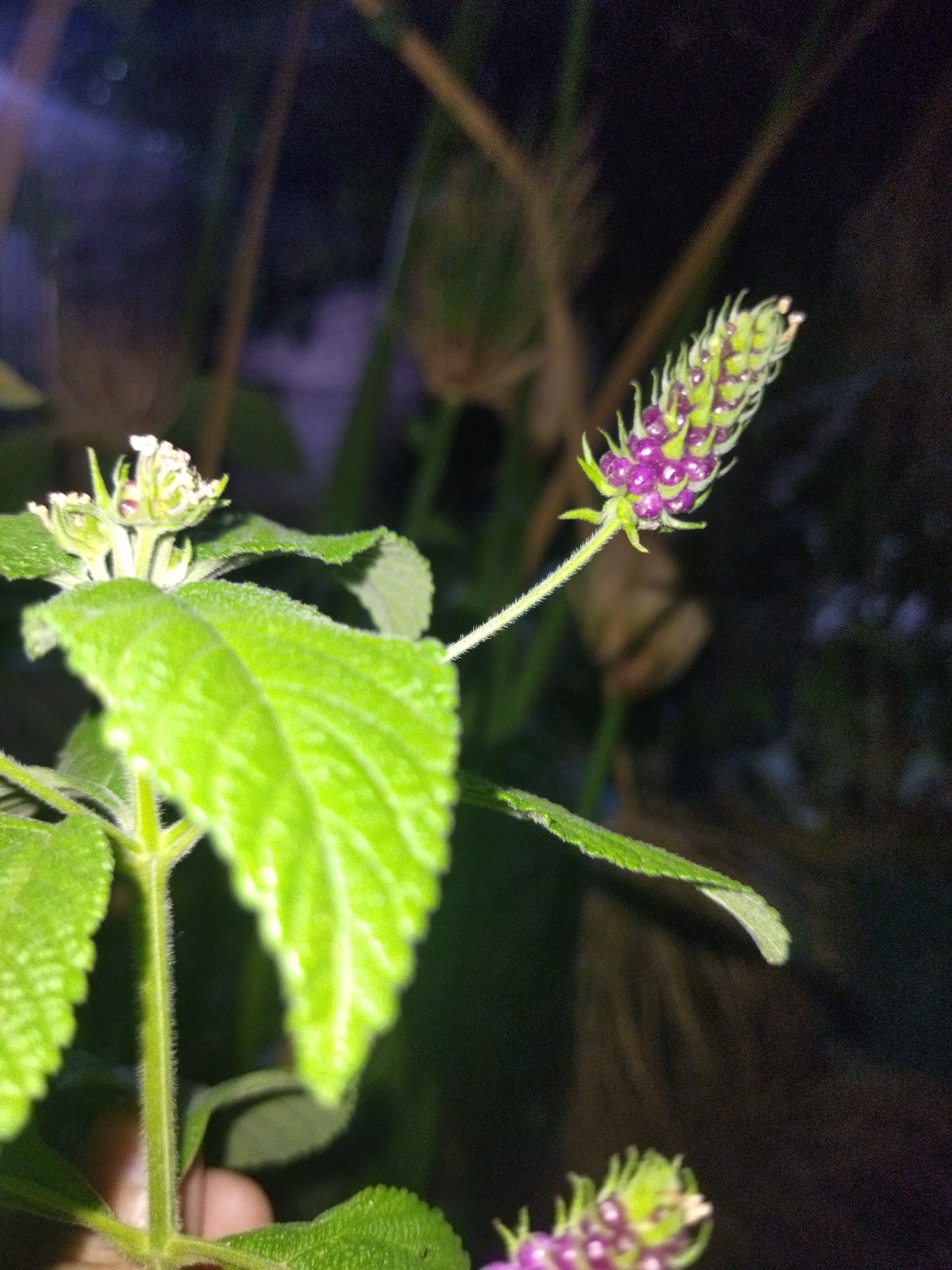 The image shows a close-up view of a Lantana plant, possibly Lantana camara, with green leaves and developing flower buds. The buds are a mix of green and purple colors. The stem and leaves are slightly hairy. The background is dark and out of focus, suggesting the photo was taken at night or in low light. The image details could be consistent with a plant found in Tinaquillo, Venezuela, but without further information or context, it is not possible to confirm the location.