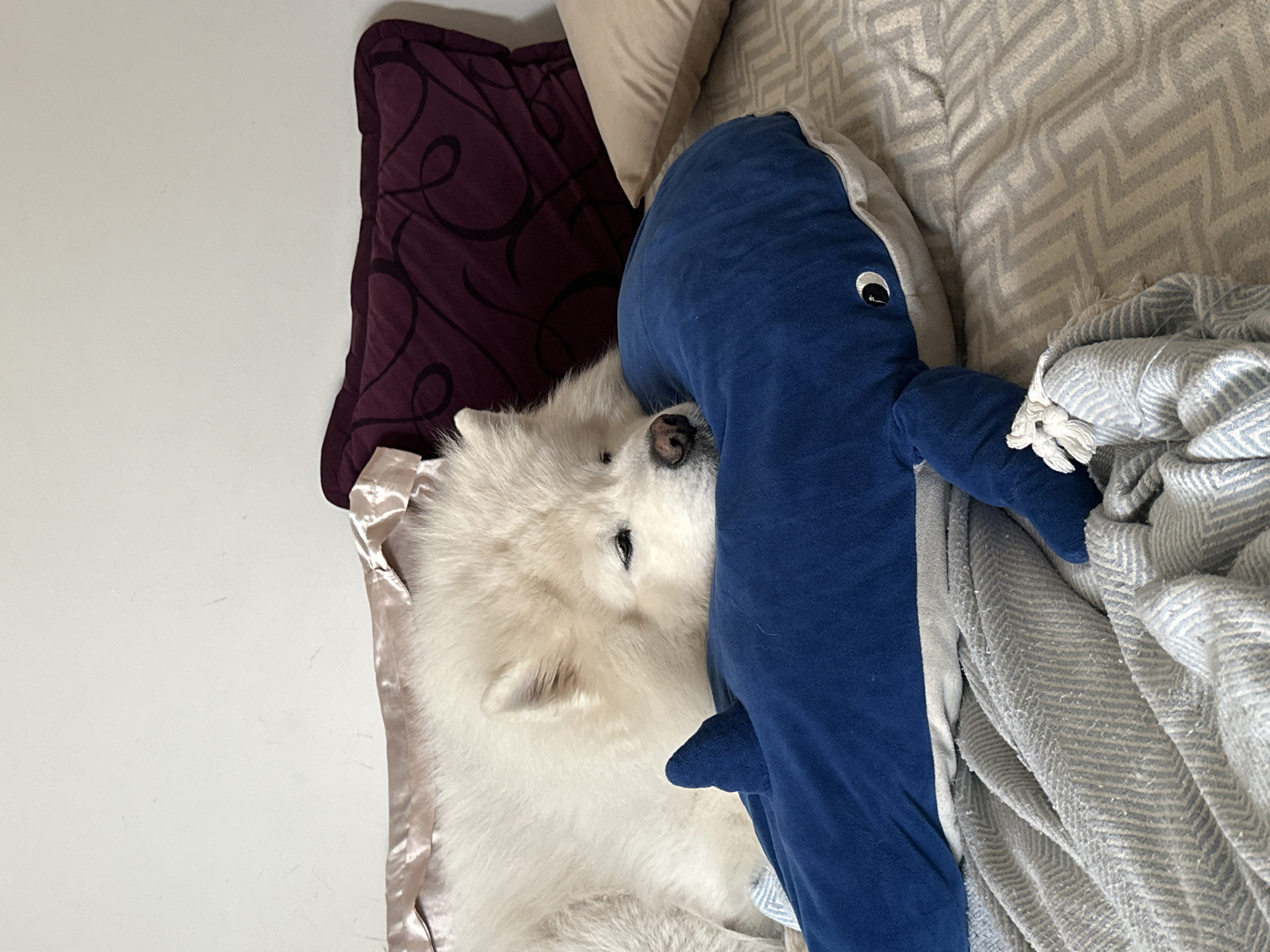 A fluffy, white Samoyed dog is snuggled against a large, blue stuffed whale toy on a bed. The dog's nose is touching the toy. Behind the dog and whale are three pillows: one dark purple with a swirling pattern, one beige, and one gray with a herringbone pattern. A blue and gray striped blanket is draped over the whale toy and the bed. The setting is likely indoors, but the location cannot be determined to be Šušanj, Montenegro from the image.