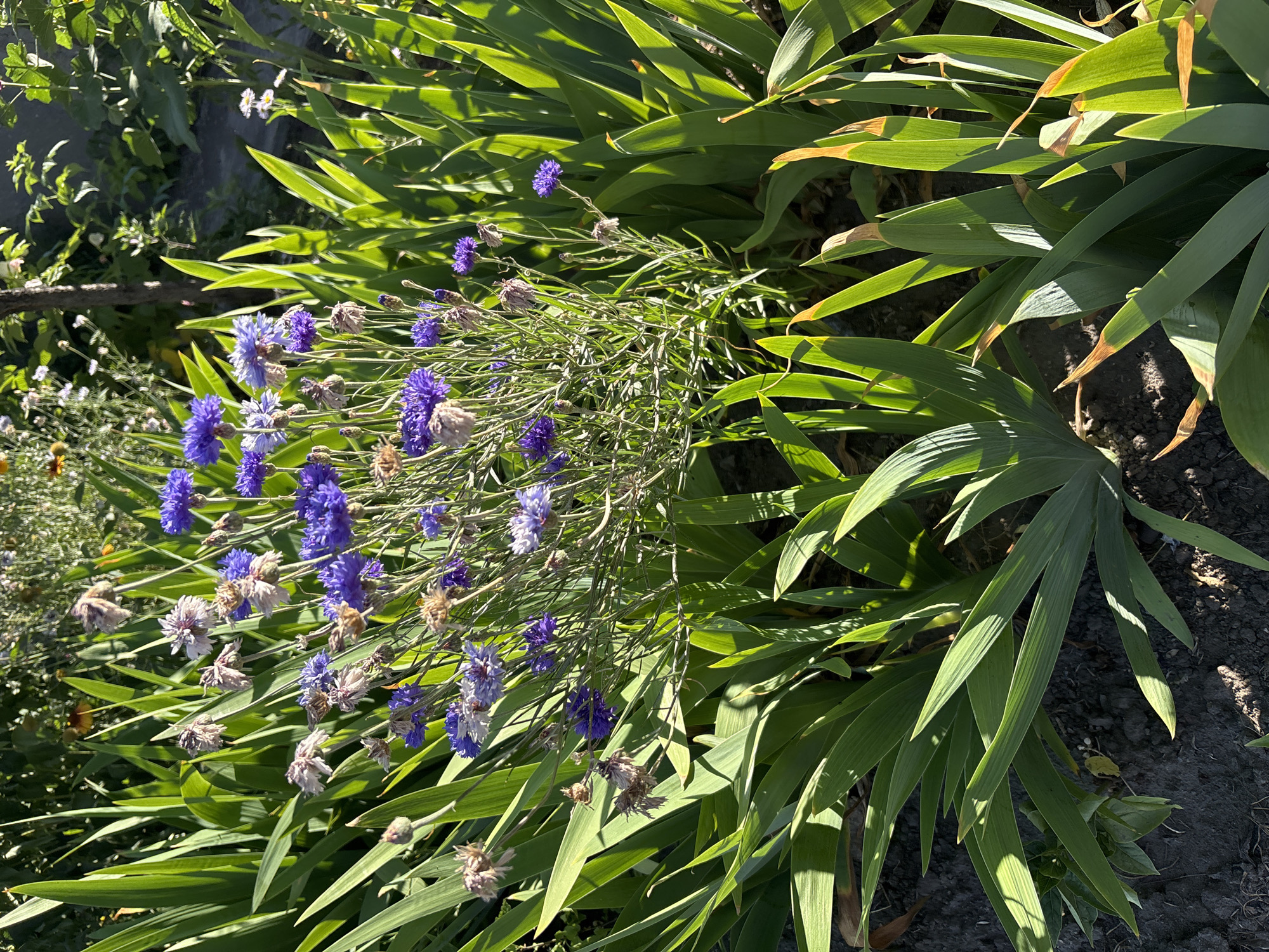 A garden scene features a cluster of blue cornflowers in full bloom, interspersed with dried seed heads, situated amongst tall, sword-like green leaves of what appears to be an iris plant. The foreground is dominated by these lush green leaves, casting shadows on the dark soil. Sunlight illuminates the flowers and foliage, creating a bright, naturalistic setting. The background shows more greenery and hints of other plants and a wooden post, suggesting a well-maintained outdoor space. The location is Unknown, Unknown.