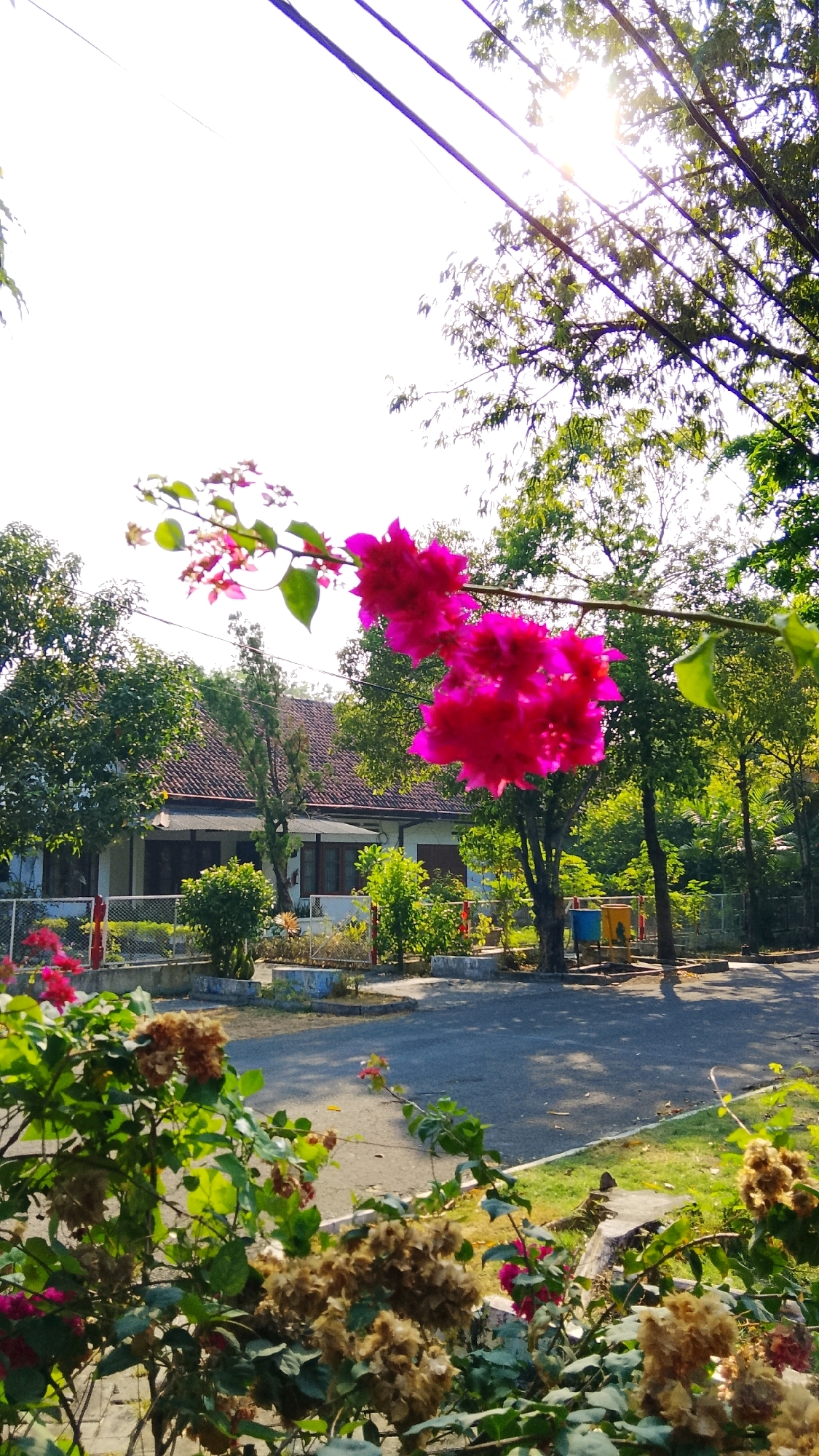 The image shows a view of a street in Tlogobendung, Indonesia, with a focus on a cluster of vibrant pink bougainvillea flowers in the foreground. Behind the flowers, a residential building with a tiled roof is visible, surrounded by green trees and a paved road. The sun is shining brightly, casting shadows and creating a dappled light effect through the leaves of the trees. There are power lines crossing the sky. In the background, there are two trash bins, one blue and one yellow. The scene appears to be a quiet, residential area during the daytime.