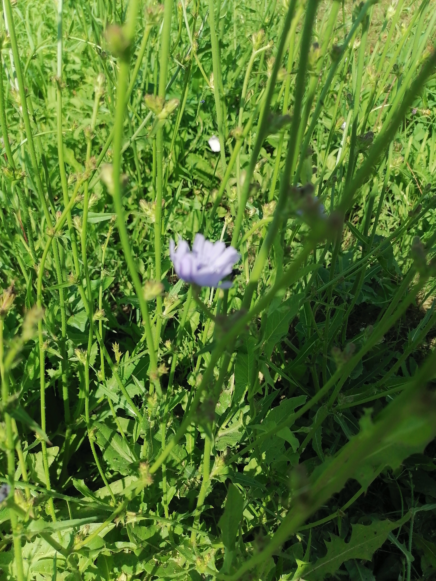 The image shows a close-up of green vegetation, likely in a natural outdoor setting. A single, small, light purple flower is visible slightly out of focus in the center of the frame. The surrounding plants are tall and green with numerous stems and leaves. The lighting suggests it is daytime, with sunlight casting shadows. There are no people or animals visible. The environment appears to be a field or meadow with dense plant growth. There is no information in the image to suggest a specific location in Novoseletsk, Russia.