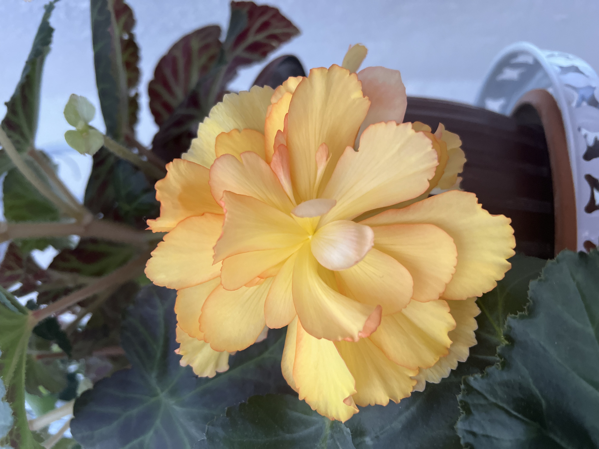 A close-up shot captures a bright yellow begonia flower with ruffled petals and delicate orange-pink edges. The flower is in full bloom, its layers of petals forming a voluminous shape. Surrounding the flower are dark green begonia leaves, one of which is prominently visible on the left side of the frame, showcasing its textured, serrated edge. In the background, other begonia foliage with reddish veins can be seen, along with hints of stems and a dark brown pot. The scene is illuminated by soft, natural light, creating subtle highlights and shadows on the petals. The overall impression is one of lush, vibrant plant life, likely indoors given the focus on a potted plant. The location within the city of Оттук, Kyrgyzstan, is not discernible from the visual information provided in the image.