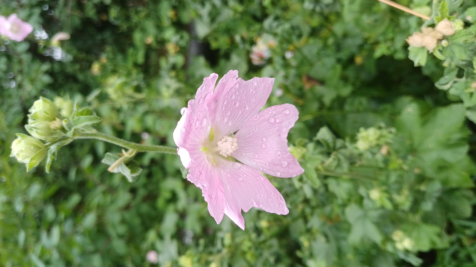 A close-up, eye-level shot captures a light pink hollyhock flower, its petals adorned with numerous water droplets, likely from rain. The flower hangs downwards from a stem, with green buds visible above it. The background is a blur of lush green foliage, suggesting a garden setting in the village of Podgornoye, Russia. The lighting is soft and diffused, consistent with an overcast day. There are no people or animals in the frame, and the focus is entirely on the delicate beauty of the flower.