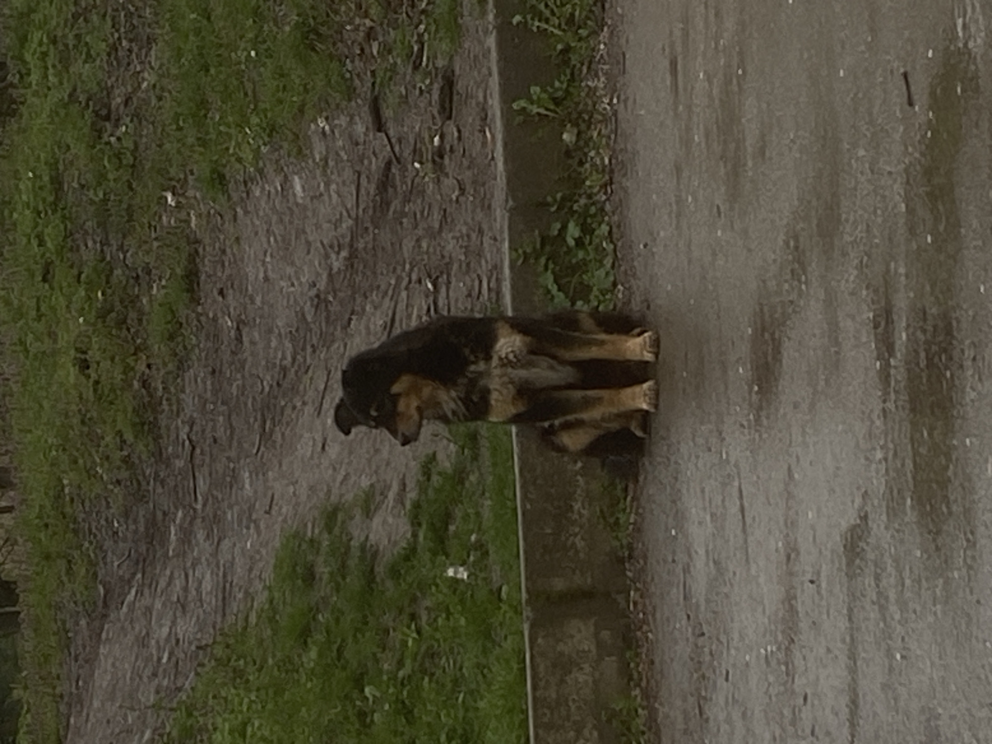 A medium-sized, short-haired dog, primarily black with tan markings, sits on a light gray concrete surface, possibly a sidewalk or paved area. The dog's posture is slightly hunched, and its head is lowered. To the left of the concrete surface is a strip of land with patchy green grass and brown dirt. The background is obscured, but hints of green foliage suggest a park or green space. The scene appears to be outdoors, possibly in a park setting within the city of Targovishte, Bulgaria, although specific landmarks are not visible to confirm the exact location. No people are visible in the scene.