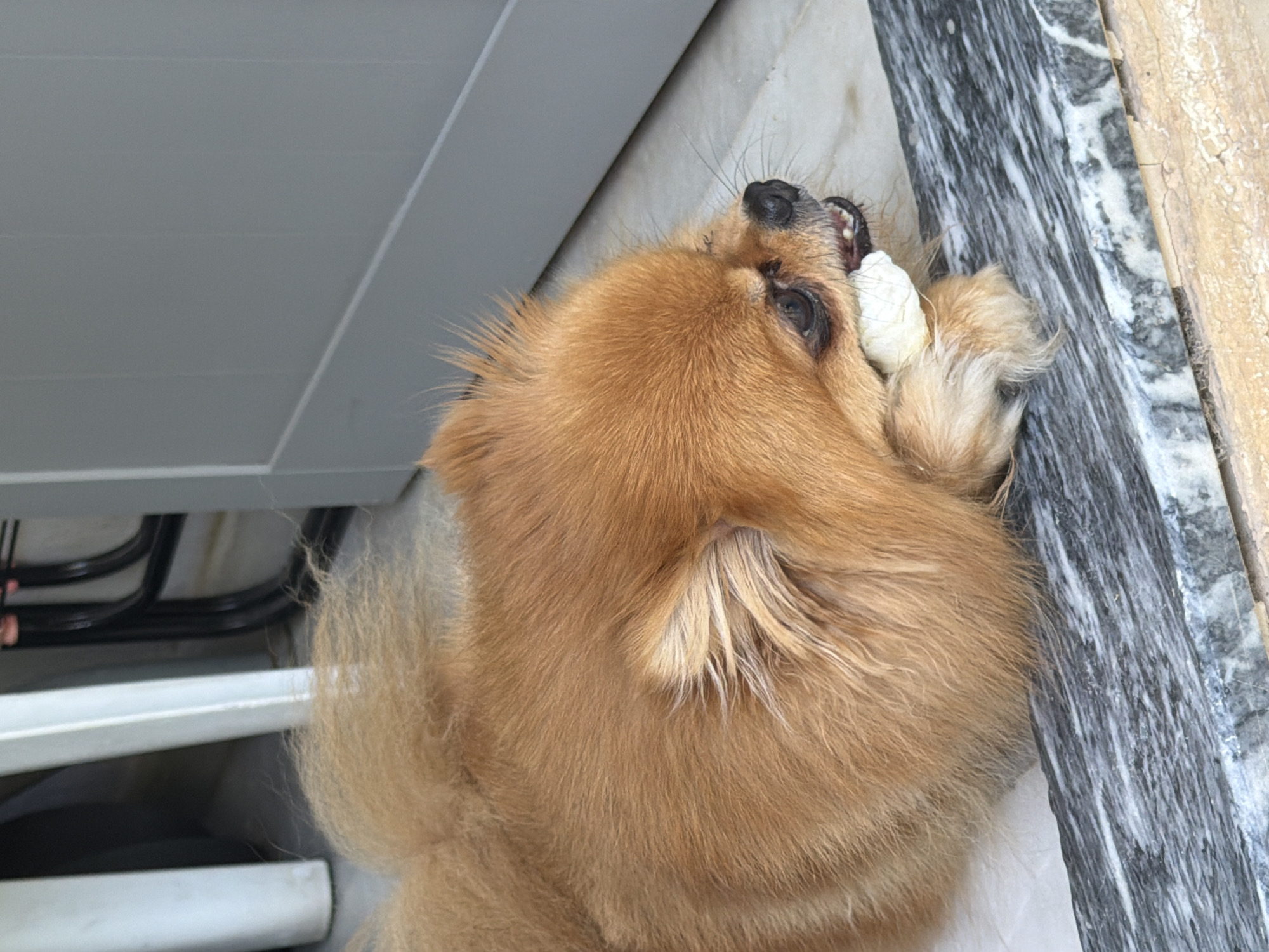 A small, fluffy, ginger-colored Pomeranian dog is lying down on a marble ledge, chewing on a light-colored object. The dog's fur is thick and extends over its body and tail. Its head is turned to the right, with its mouth open around the object. The dog's eyes are dark and appear to be looking forward. In the background, there is a large gray door and a white chair leg. The ground is tiled with a marble pattern. The image appears to have been taken outdoors, possibly on a patio or balcony, given the presence of the ledge and the outdoor elements in the background. The lighting suggests it is daytime. The dog is the primary subject of the image, with its action of chewing being the central focus.