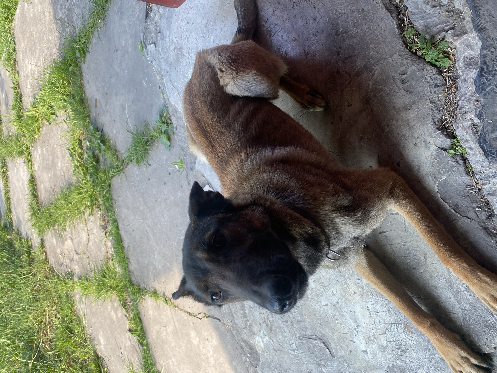 This is a close-up, high-angle shot of a brown and black German Shepherd lying on a concrete patio. The dog is facing the camera, with its head tilted slightly to the side. Its eyes are open and looking forward. The dog's fur is short and coarse, with distinct black markings on its face and ears. It is wearing a silver collar. The concrete patio appears to be textured and weathered, with cracks and imperfections visible. There are patches of green grass growing between the concrete slabs in the foreground and to the left of the dog. The background is blurred, but appears to be more concrete and possibly some foliage. The lighting suggests it is daytime, with sunlight casting shadows. The dog appears relaxed and alert, with its gaze fixed on something outside the frame.
