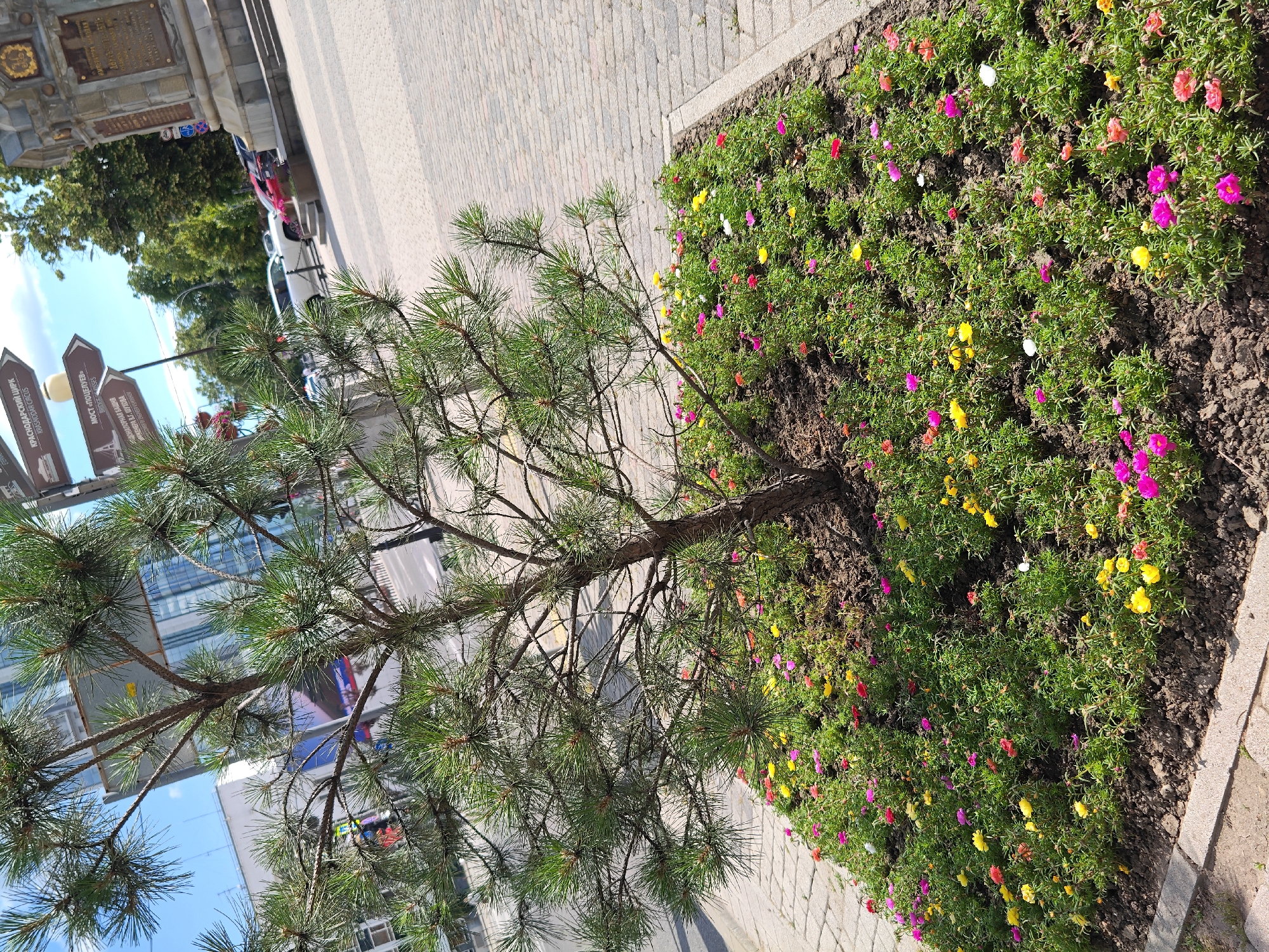In Krasnodar, Russia, a young pine tree stands in a flower bed filled with colorful portulaca flowers, their blooms in shades of pink, yellow, red, and white. The flower bed is bordered by a paved walkway. In the background, a street with parked cars and buildings can be seen, along with directional signs pointing towards the Krasnodarsky Circus and Bridge Passes. A stone monument with an inscription is also visible on the right side of the image. The sky is blue and clear, indicating a sunny day.