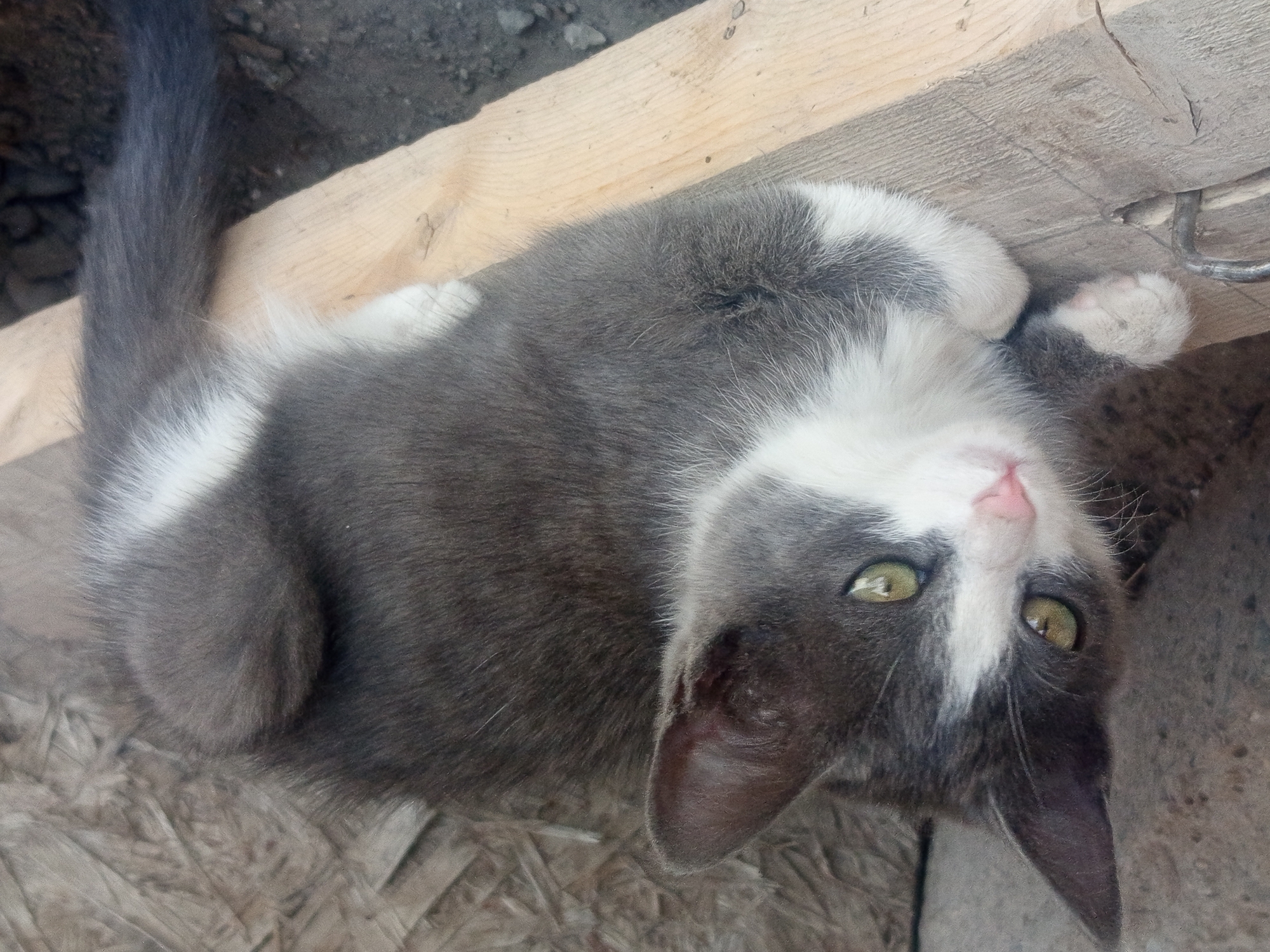 A grey and white kitten lies on a wooden plank outdoors. The kitten is facing to the left of the frame, with its head turned towards the viewer. Its eyes are a light green color. The kitten has white fur on its chest and paws, with grey fur on its back and tail. The wooden plank appears to be weathered and rough. Behind the plank, there is a rough, textured background that suggests an outdoor environment, possibly a wall made of concrete or rough plaster. The ground beneath the plank is dark and appears to be soil or dirt. The overall scene is dimly lit, suggesting it might be a shaded area or late in the day. There is no indication of the city of Jardy-Su, Kyrgyzstan, in the image.