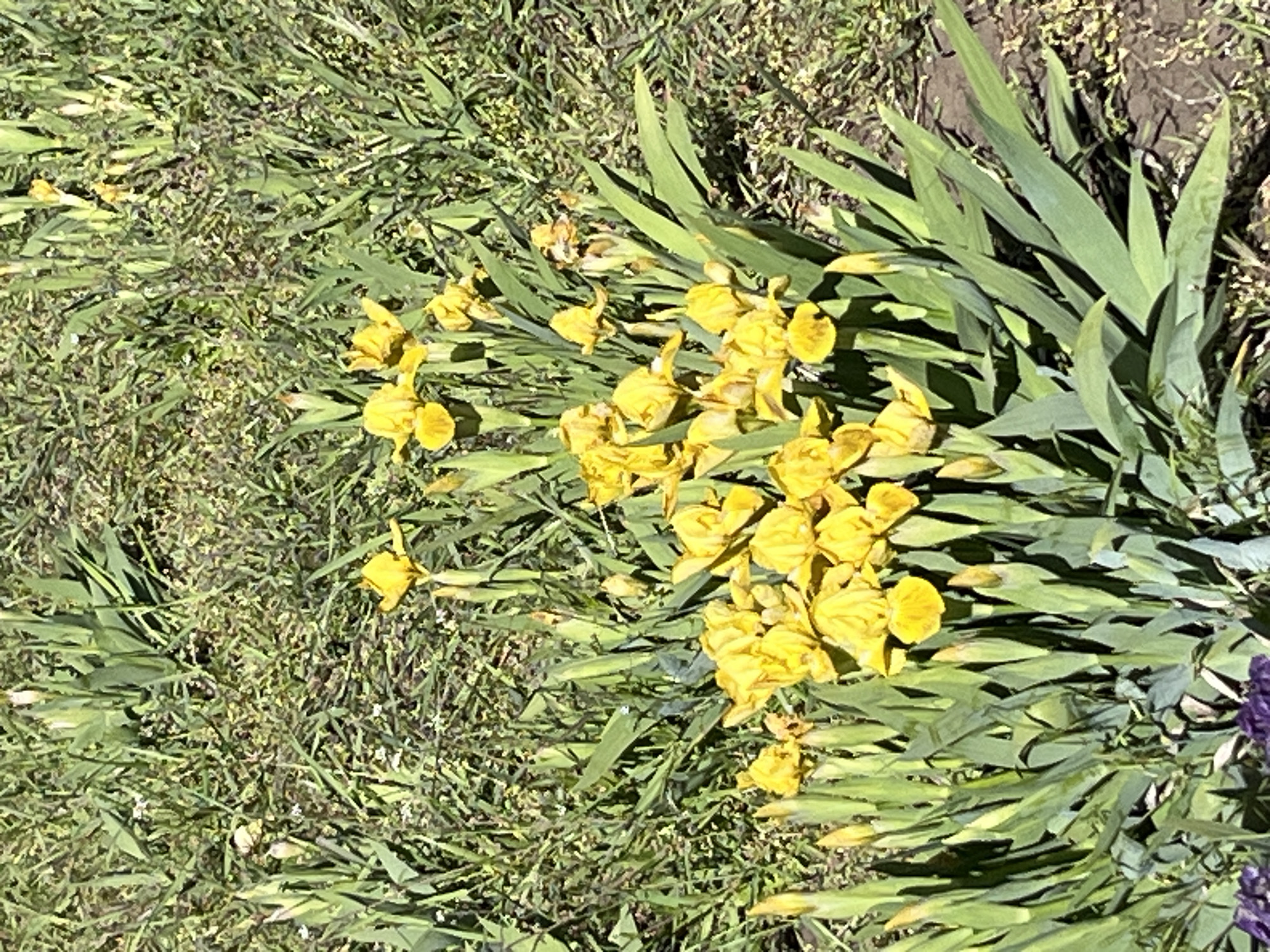 The image shows a patch of yellow iris flowers growing amidst a grassy area. The location appears to be outdoors, possibly a garden or park, although the specific location in Kryvyi Rih, Ukraine, is unknown without further context. There are no people visible in the image. The primary subjects are the iris flowers, which are in full bloom and dominate the central portion of the frame. The surrounding environment consists of grass and other greenery. The light is bright, suggesting a sunny day. There are no observable actions or interactions.