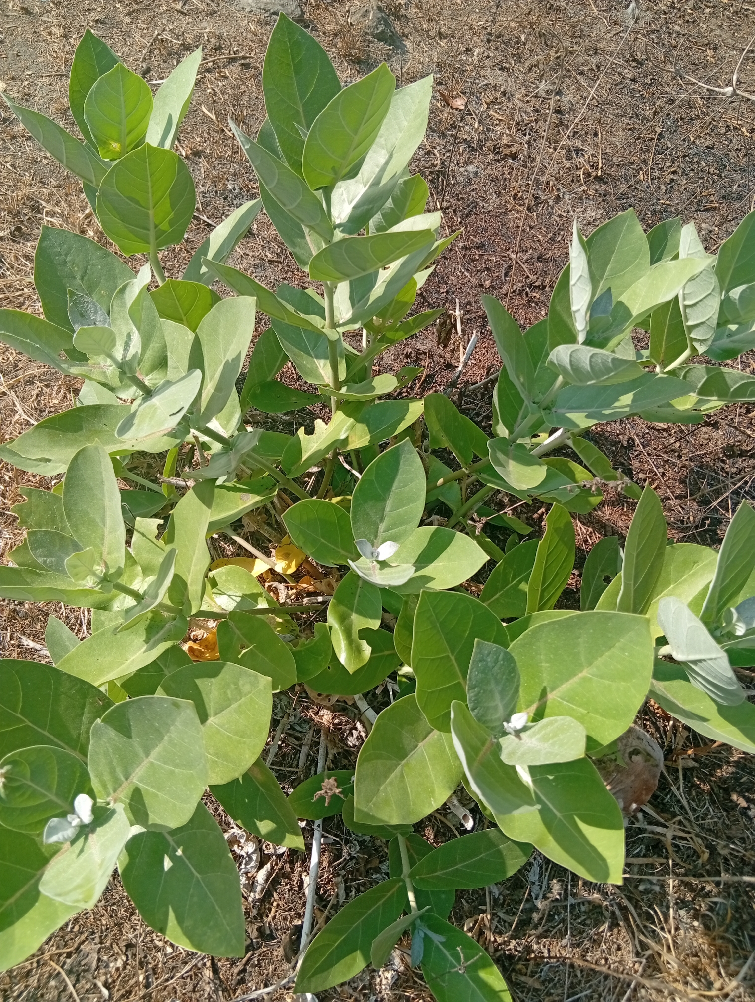 In Tlogodepok, Indonesia, a close-up, eye-level shot captures a plant with large, oval, light green leaves. The leaves have a slight fuzzy texture and are arranged alternately on the stems. Some of the leaves are curled or folded. Small, white flower buds are visible amongst the foliage. The plant is growing in dry, brown soil with scattered dead grass and twigs. The lighting suggests it is daytime, with sunlight casting shadows on the leaves and ground. The scene is devoid of any human presence or activity.