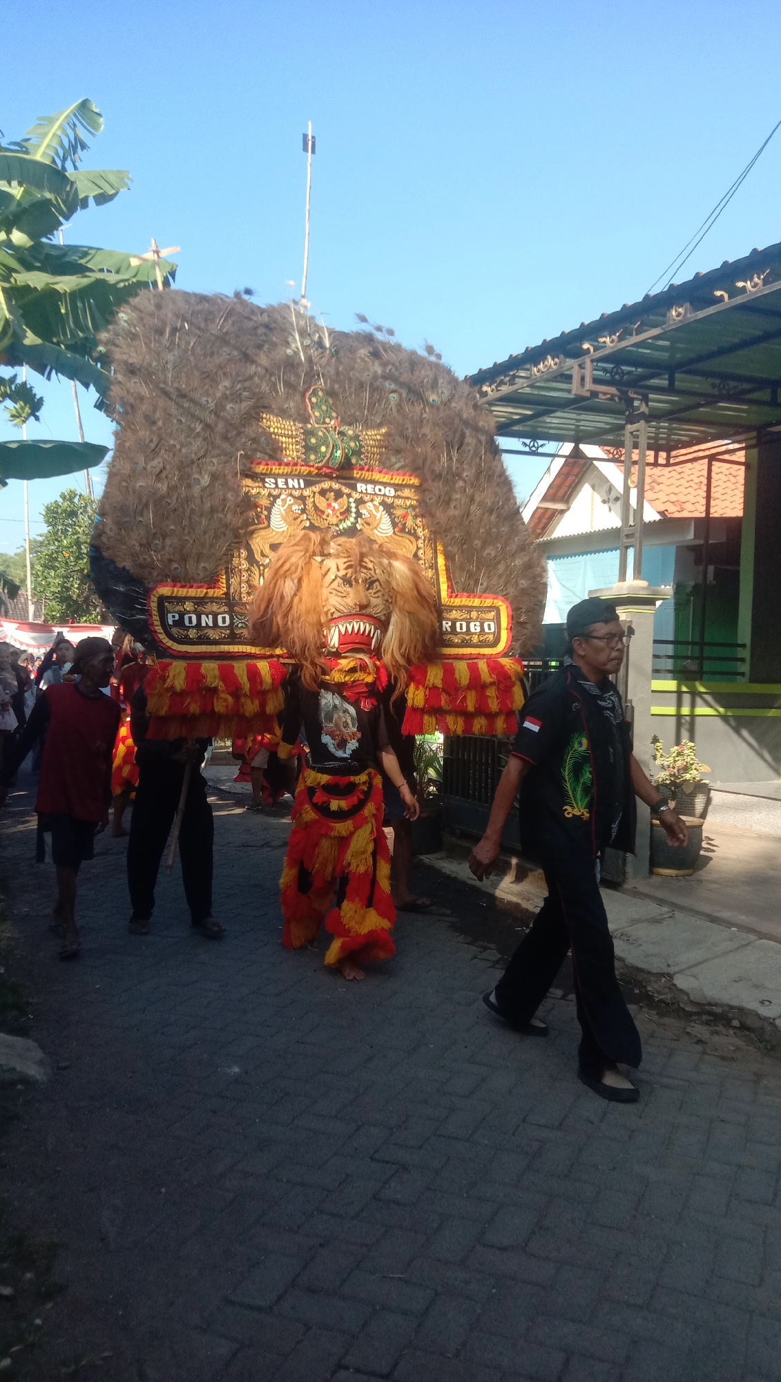 The image depicts a street procession in Ngempit, Indonesia, featuring a Reog Ponorogo performance. In the center of the frame, a performer wearing a large, elaborate Reog mask, resembling a tiger's head with a fierce expression, is the focal point. The mask is adorned with natural materials like feathers and horsehair, with a large headdress made of peacock feathers. The performer's costume is a vibrant mix of red and yellow fabrics, giving the impression of flowing movement.
Several individuals are participating in or observing the procession. To the left, a person in a red shirt and dark shorts is walking, holding a stick. Behind them, other figures are visible in the background. To the right, a man wearing a black shirt with embroidered peacock feathers and a black cap walks beside the main performer, his gaze directed forward. His pants are dark, and he wears dark shoes. The Reog mask is supported by several individuals, though their faces are mostly obscured by the elaborate costume.
The environment suggests a sunny day in a residential area. The procession is taking place on an asphalt road paved with interlocking bricks. Buildings with tiled roofs and verandas are visible on the right side of the street. Lush green foliage, including banana leaves, is present on the left, suggesting a tropical climate. The sky is clear and blue. The overall scene captures a cultural performance in a local Indonesian setting.