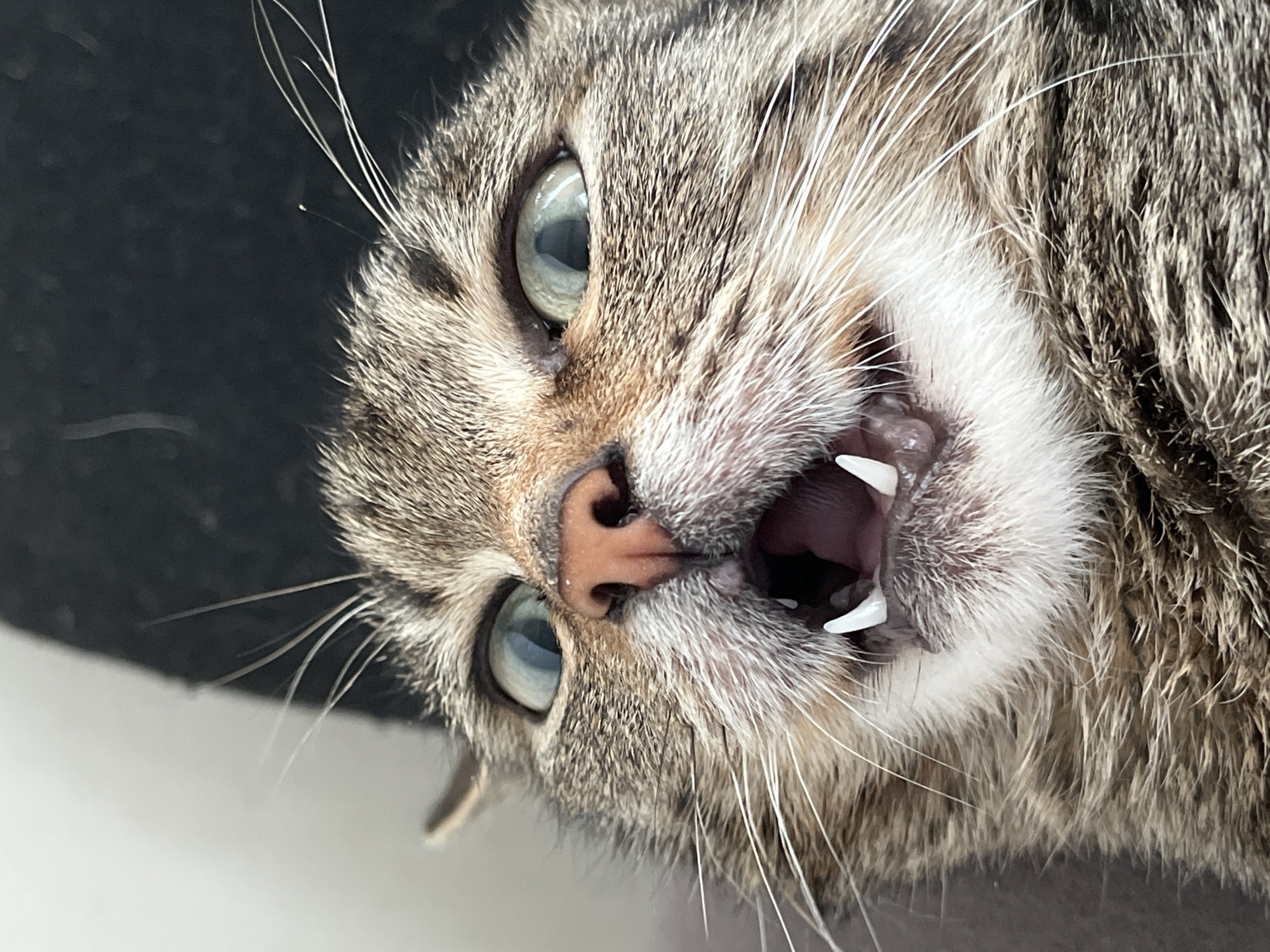 A close-up, slightly rotated, head-shot photograph shows a tabby cat with its mouth open, revealing its teeth. The cat's eyes are a light greenish-blue. The cat is surrounded by a black, felt-like material and a white surface. The location is not discernible from the image, and there is no evidence to suggest it is in Павловка, Russia.