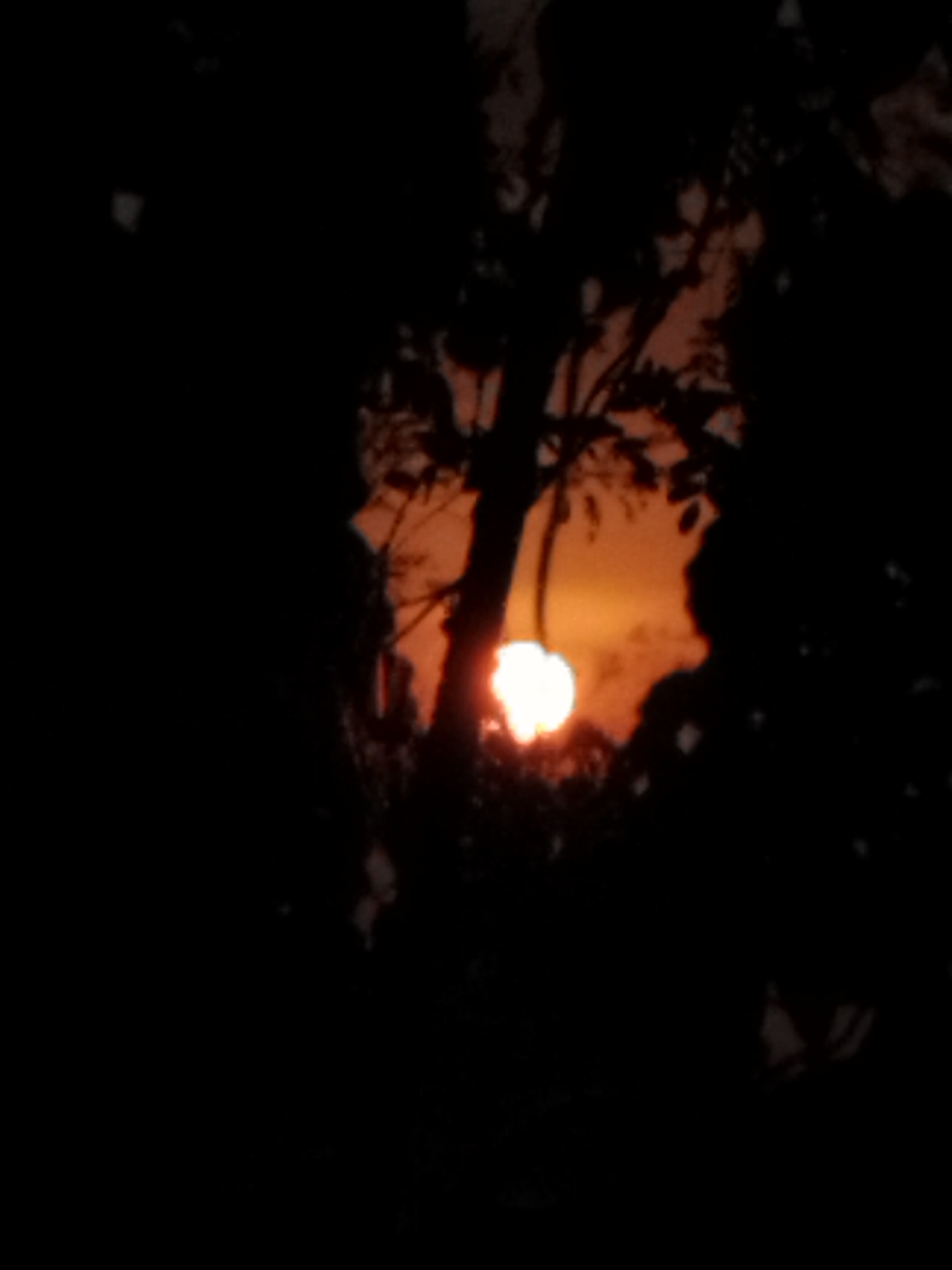 A sunset is visible through the dark silhouette of trees and foliage. The sun appears as a bright, luminous orb against an orange sky. The foreground is dominated by the dark shapes of leaves and branches, creating a frame around the sunset. The image has a grainy, low-light quality.