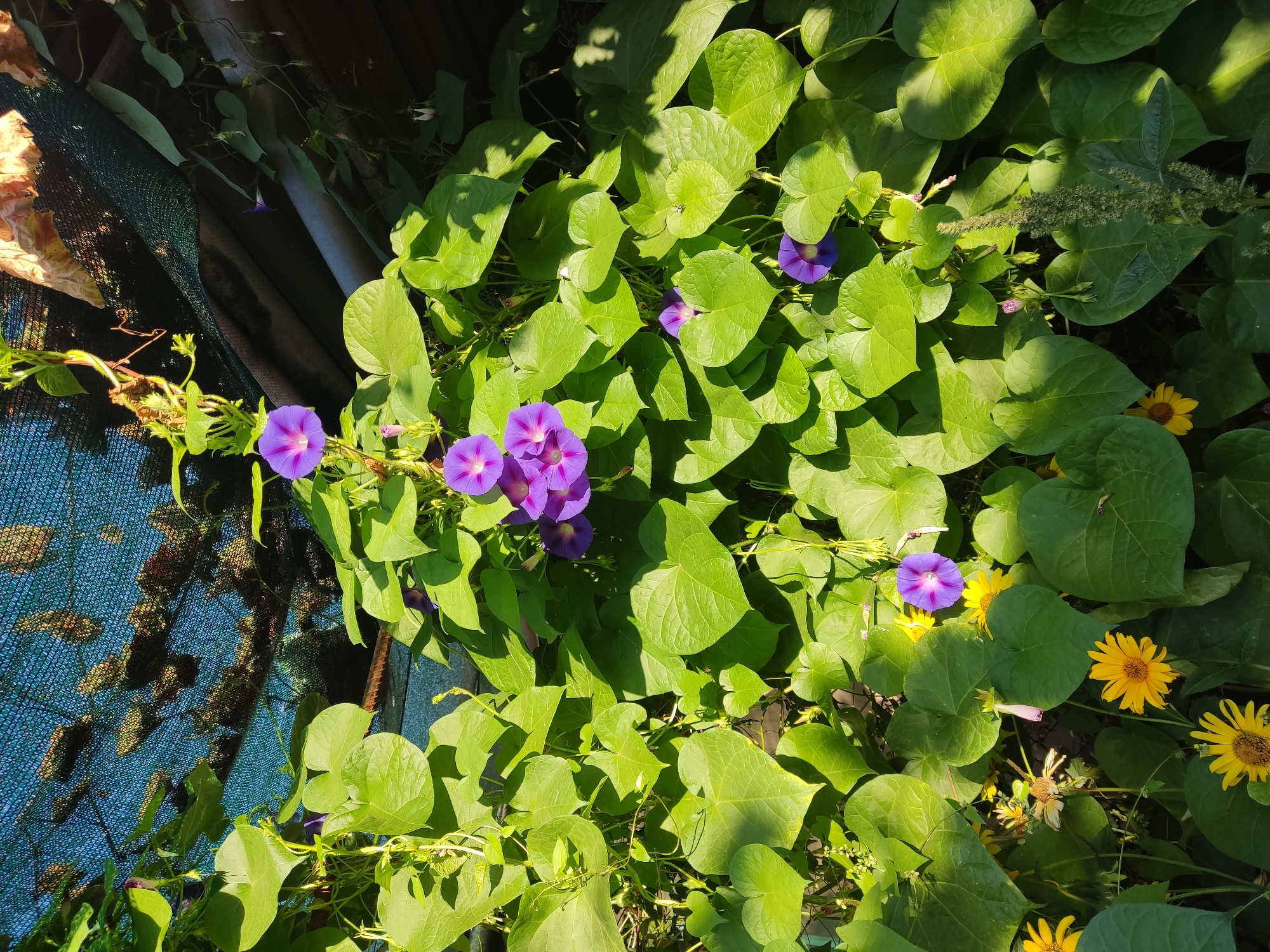 A dense vine with large, heart-shaped green leaves and several bright purple morning glory flowers is growing against a background of a dark green shade cloth. Sunlight filters through the shade cloth and illuminates the leaves and flowers, creating dappled shadows. Below the morning glories, a few yellow daisies are also visible, adding a touch of contrasting color to the scene. The overall impression is one of lush, natural growth, likely in a garden or outdoor space.