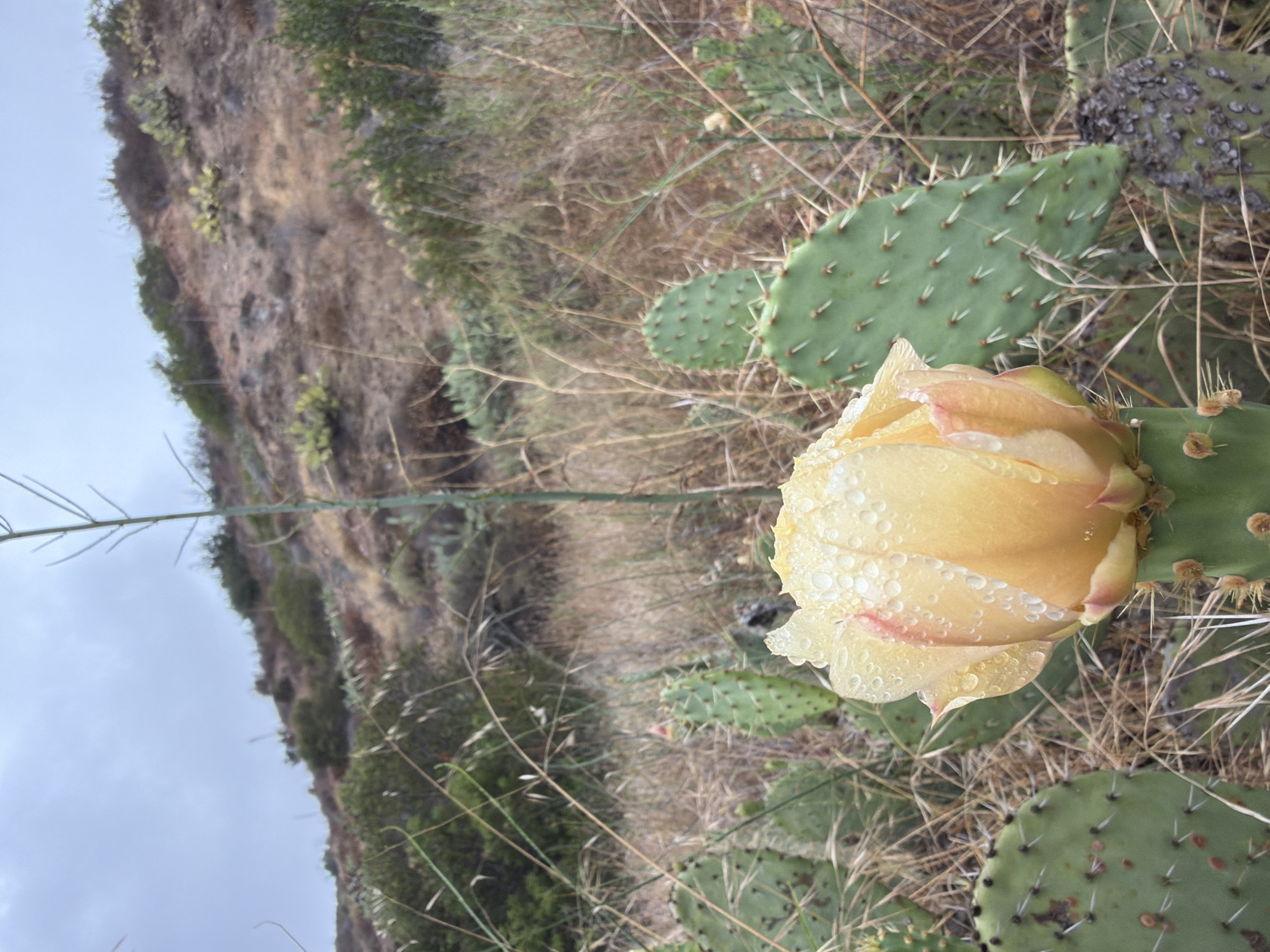 This media file shows a close-up of a prickly pear cactus in bloom, with its yellow and pink flower covered in water droplets. The cactus pads are green and spiny, typical of the species. The background consists of dry, golden grasses and a rugged, rocky hillside, suggesting an arid or semi-arid natural environment. The sky is overcast and appears pale gray. The lighting is soft and diffused, indicating either early morning, late evening, or a cloudy day.
The image is a still photograph, with no discernible activity taking place beyond the natural state of the plant. The focus is on the delicate beauty of the flower and the texture of the plant and its surroundings. The water droplets on the petals suggest recent rain or dew. The presence of dry grasses and the rocky hillside may indicate a location in a warmer, drier climate, consistent with Lake Forest, USA, known for its Mediterranean climate. There is no visible text in the image.