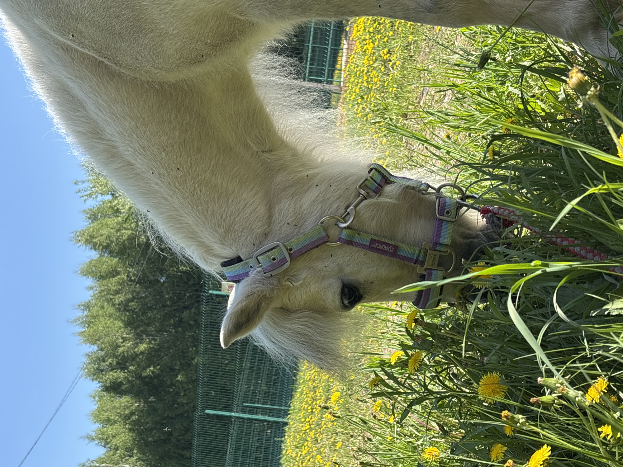 A pale horse with a purple and turquoise halter is eating grass and dandelions. The location may be in Русский Вожой, Russia, but that is not explicitly shown. The horse is in a grassy field with yellow dandelions in bloom. Behind the horse are trees and a green fence. The sky is visible and blue. The horse has some flies on its head and neck.