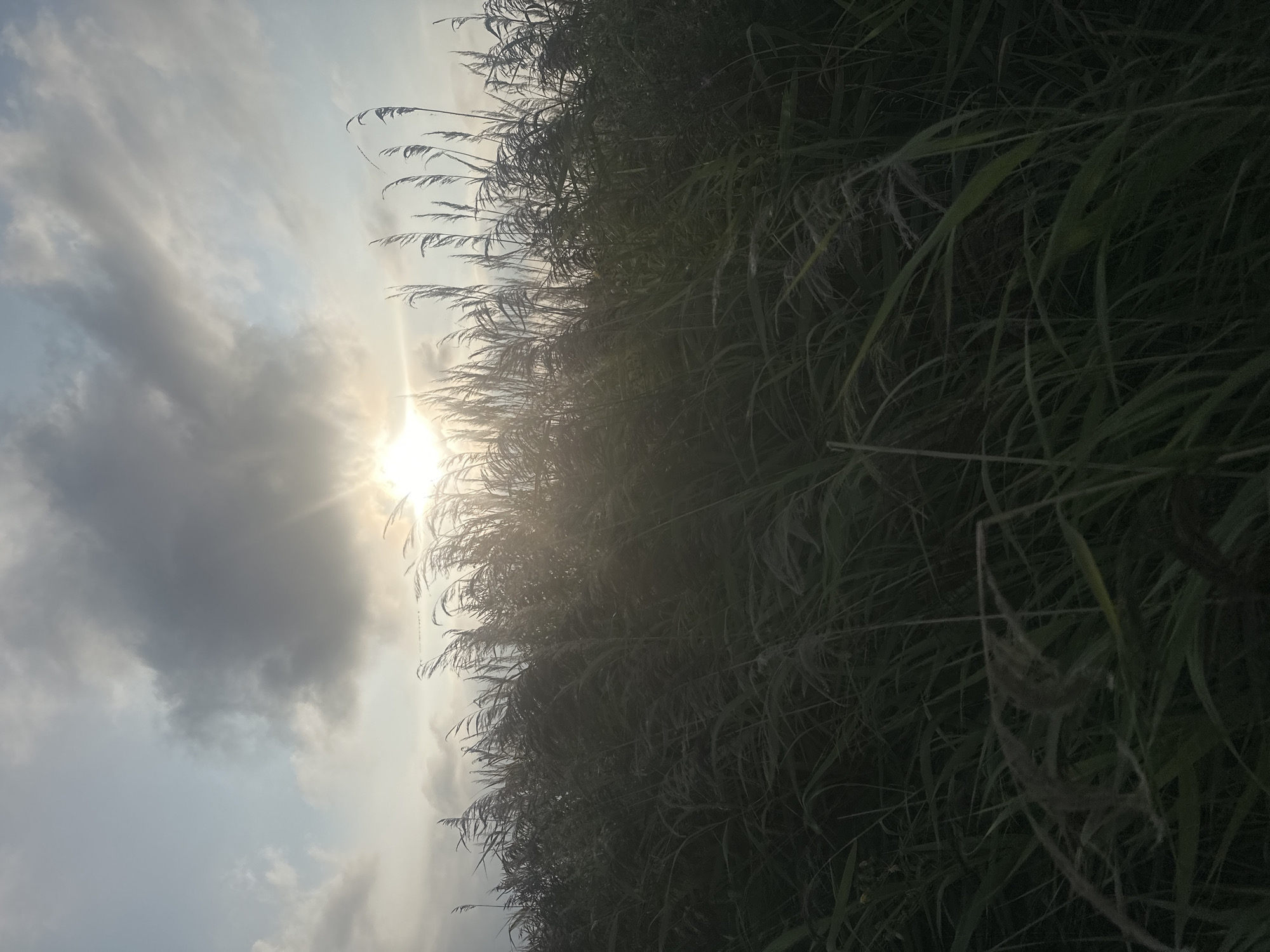 A low-angle outdoor shot captures a field of tall, dry grasses and reeds swaying in the wind against a cloudy sky. The sun, partially obscured by a dark cloud, shines brightly, creating a lens flare effect. The grasses are predominantly dark green and brown, with some lighter blades catching the sunlight. The sky is a mix of pale blue and grey clouds, with the sun creating a bright halo. The scene appears to be a natural landscape, possibly a marsh or field, in the vicinity of Norashen, Armenia. There are no people or structures visible in the image.