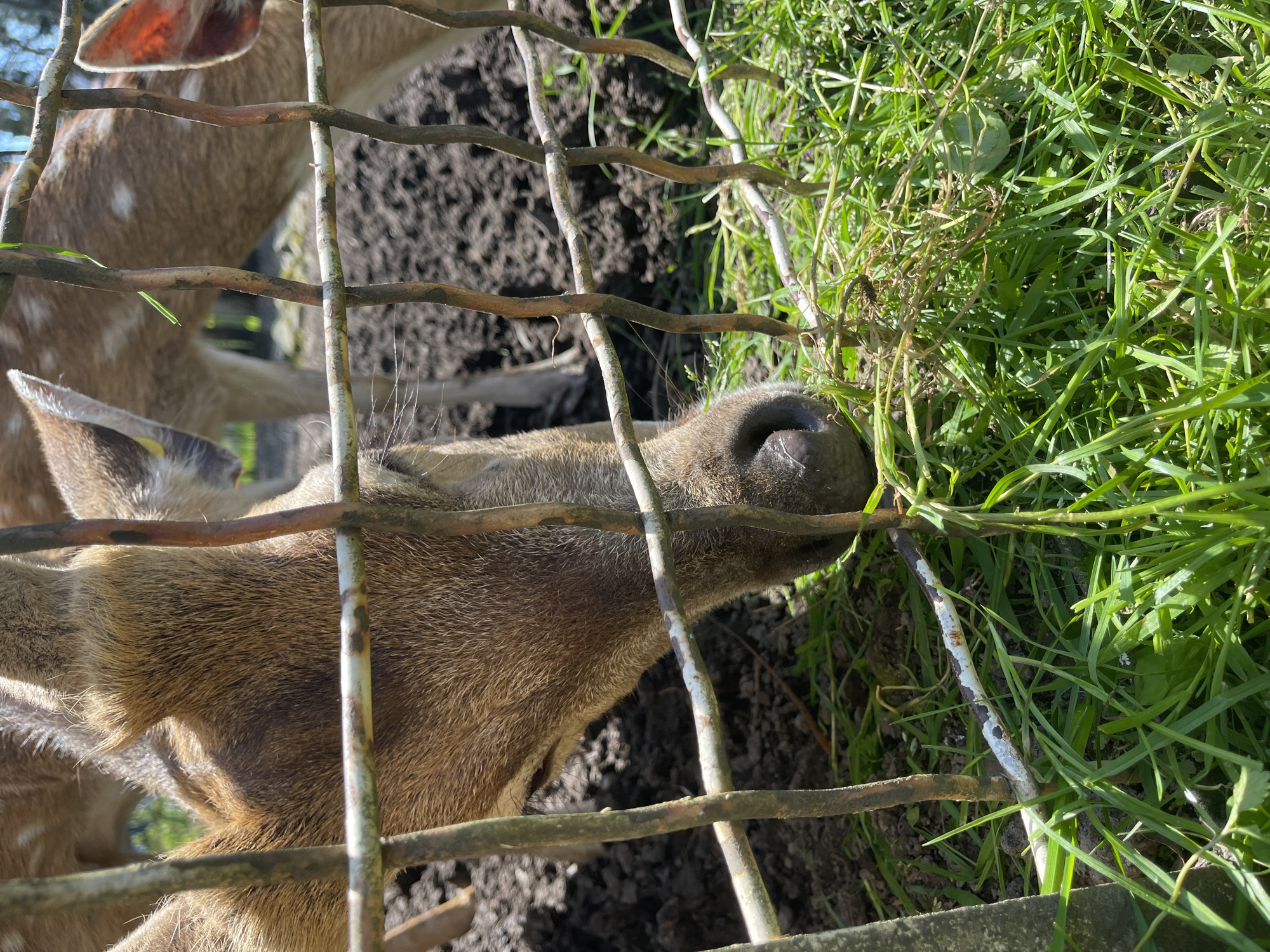 The image depicts two deer enclosed by a metal fence. One deer is close to the fence, stretching its nose through the bars to reach green grass on the other side. The second deer is partially visible behind the first. The ground behind the fence is dirt. This is likely located in Batumi, Georgia.