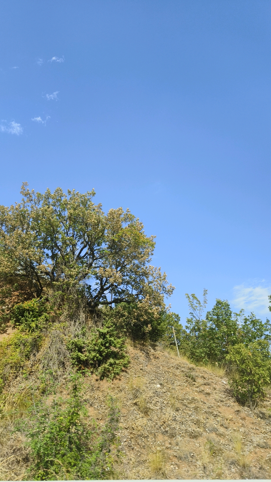 The image depicts a bright, sunny day in a rural area, possibly near Letevci, North Macedonia. The sky is a clear, vibrant blue with a few wispy white clouds scattered across the upper left portion of the frame. In the foreground, a dry, rocky hillside is covered with sparse vegetation, including low-lying green bushes and dry grasses. A large, leafy tree with light-colored foliage dominates the left side of the image, its branches spread wide against the sky. Behind it, other trees with darker green leaves are visible. The terrain appears somewhat rugged and uneven, characteristic of a hillside. No people or specific structures are apparent in this natural landscape.