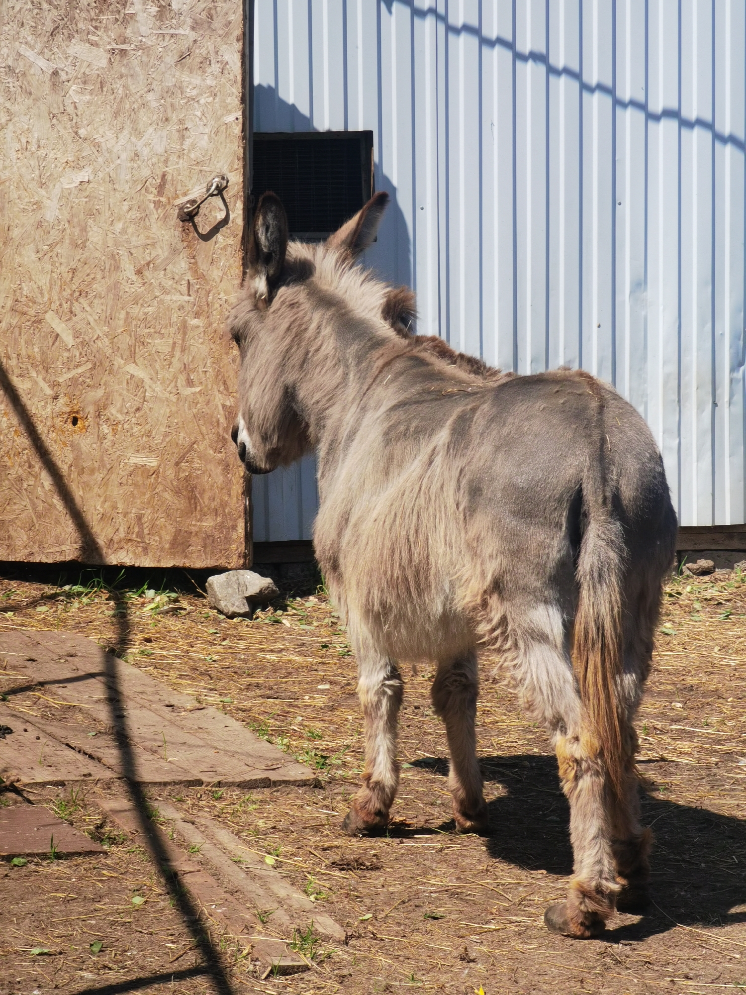 This forensic image, captured in the city of Chaikovsky, Russia, features a single light-colored donkey standing in an outdoor enclosure under direct sunlight. The donkey, with shaggy light brown and gray fur, is viewed from its rear-left, facing towards a vertical structure composed of oriented strand board (OSB) on the left side of the frame. A metal hook is attached to the OSB panel, casting a shadow. Immediately to the right of the OSB panel, a light gray corrugated metal wall with vertical ridges is present. A dark, rectangular opening or vent is visible in the space between the OSB and the metal wall. The ground consists of dry earth mixed with scattered straw, hay, and sparse green vegetation. Multiple wooden planks are laid horizontally on the ground in the foreground. Strong shadows are cast across the ground and the metal wall, indicating bright, direct illumination. No human subjects or interactions are depicted.