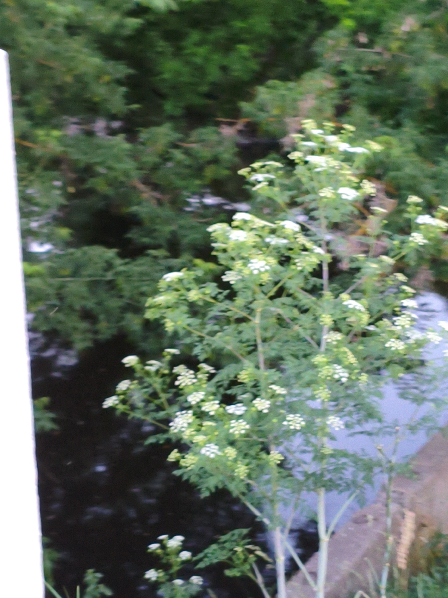 The image shows a cluster of small white flowers growing on tall, thin stems, with green foliage. The plants are situated near a body of dark water, likely a river or stream, with lush green trees forming the background. The scene suggests a natural, possibly rural, setting. The provided crop hints indicate that the image might be located in Ustyvytsia, Ukraine, a village known for its natural beauty.