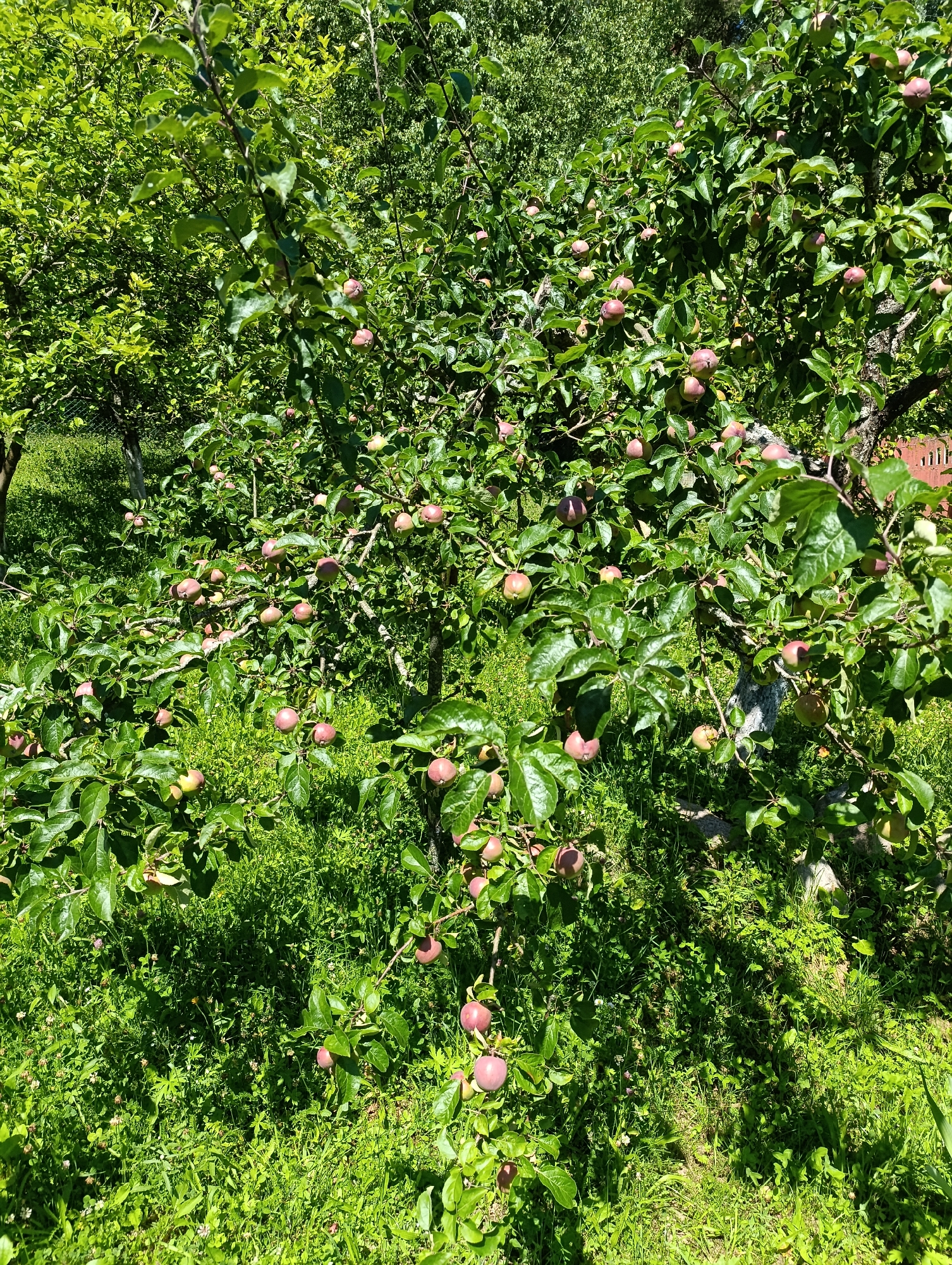 An apple tree laden with ripening fruit stands in a grassy area. The tree's branches are full of lush green leaves and numerous apples, varying in color from green to pinkish-red. Sunlight filters through the canopy, casting shadows on the ground below. The grass appears somewhat unkempt, with patches of clover and other low-growing plants. In the background, more trees and foliage can be seen, suggesting a rural or garden setting. A hint of a wooden fence or structure is visible to the right of the apple tree. This scene depicts a tranquil outdoor environment likely located in the Ozyaritska-Slabadski rural council, Belarus, during the apple-growing season.