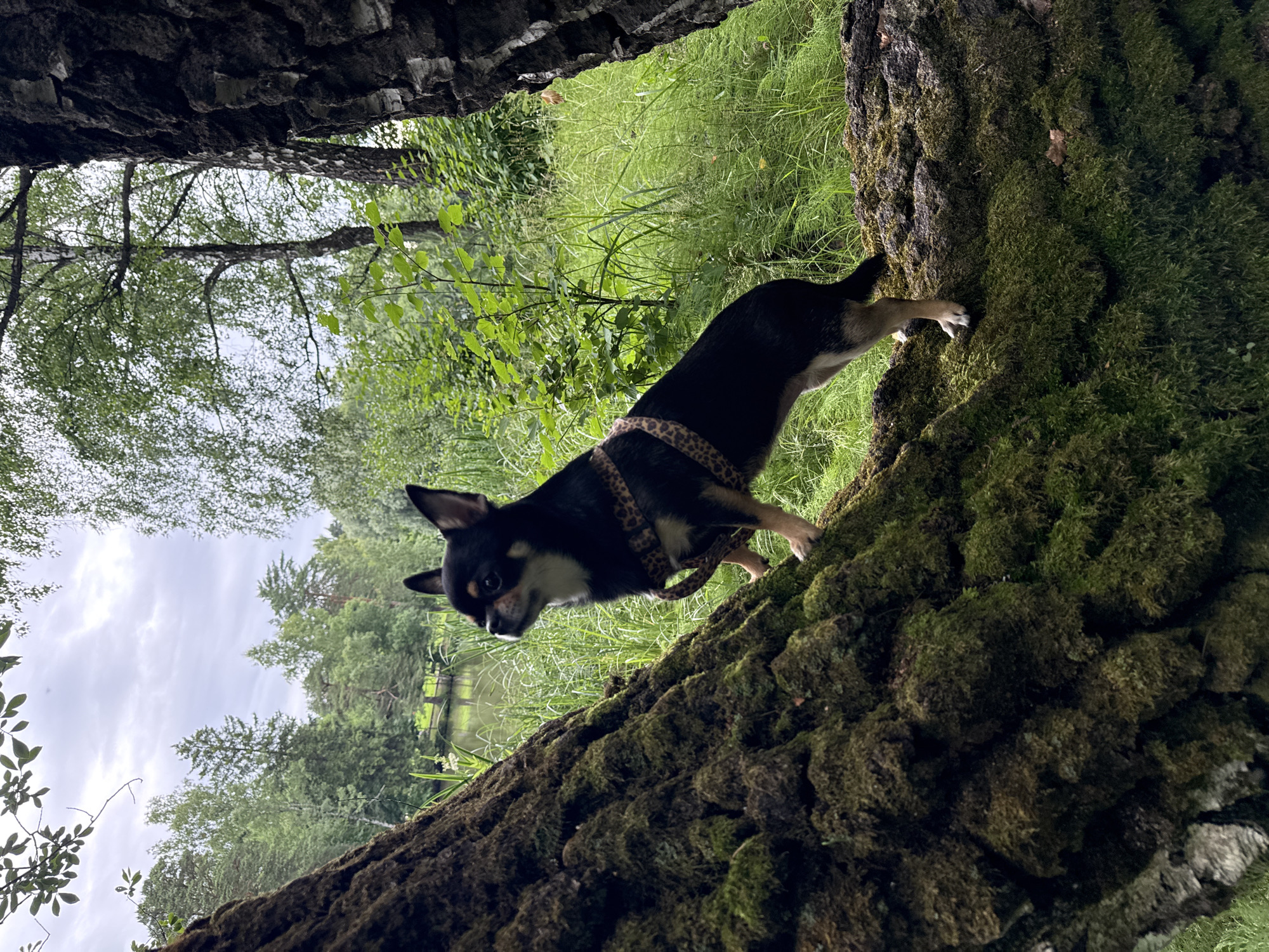 A black and tan chihuahua wearing a leopard-print harness stands on a moss-covered fallen log. The dog is facing left, looking towards a body of water in the distance. The background consists of lush green trees and tall grass under a cloudy sky. The scene is set in a natural outdoor environment, likely a park or forest, within the area of Летний Отдых, Russia.