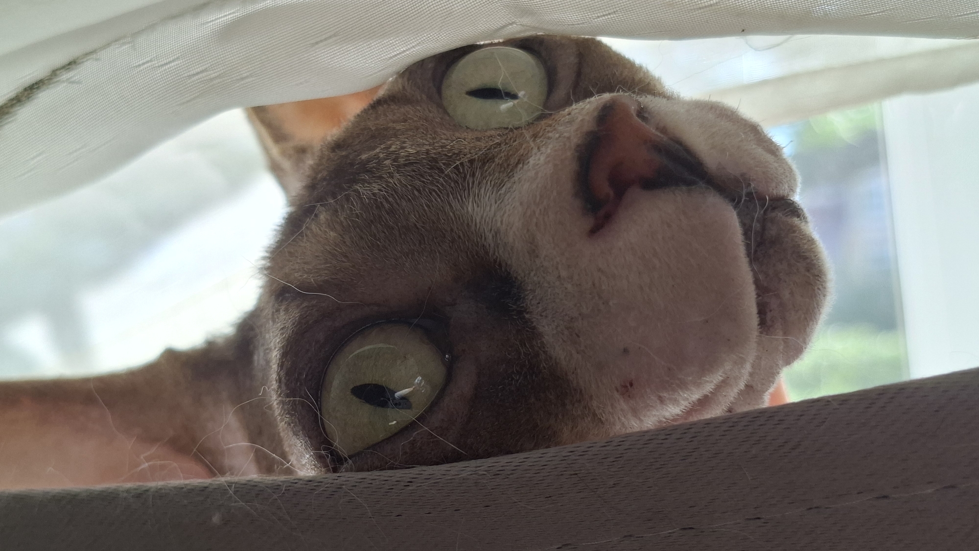 This is a close-up, low-angle, eye-level, portrait-style photograph of a domestic cat peeking out from behind a light-colored curtain. The cat has large, round, light green eyes and is looking directly at the camera. Its fur is a mottled brown and tan color. The cat's face is partially obscured by the curtain on the left and right sides of the frame. The background is blurred, but appears to be an indoor setting with a window that offers a view of green foliage. There is no discernible location in the city of Myadzyel, Belarus.