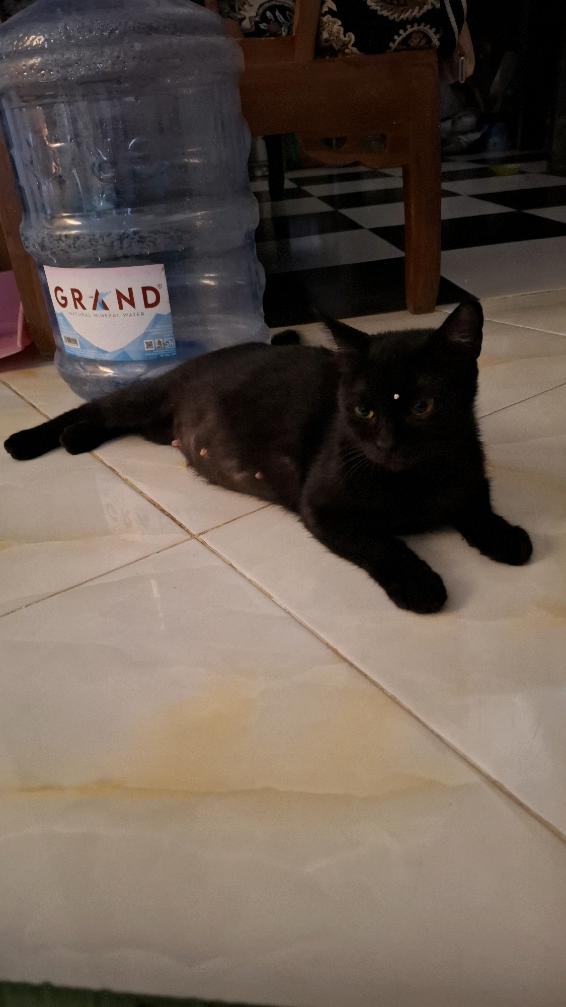 A black cat lies on a tiled floor next to a large blue water cooler bottle. The cat is lying on its side, with its head turned towards the camera. Its belly is exposed, showing several pink nipples. The water cooler bottle has a label that reads "GRAND NATURAL MINERAL WATER." In the background, a wooden chair and a checkered floor are visible. The image appears to have been taken indoors. The location of this scene in Bandar Lampung, Indonesia, is unknown.