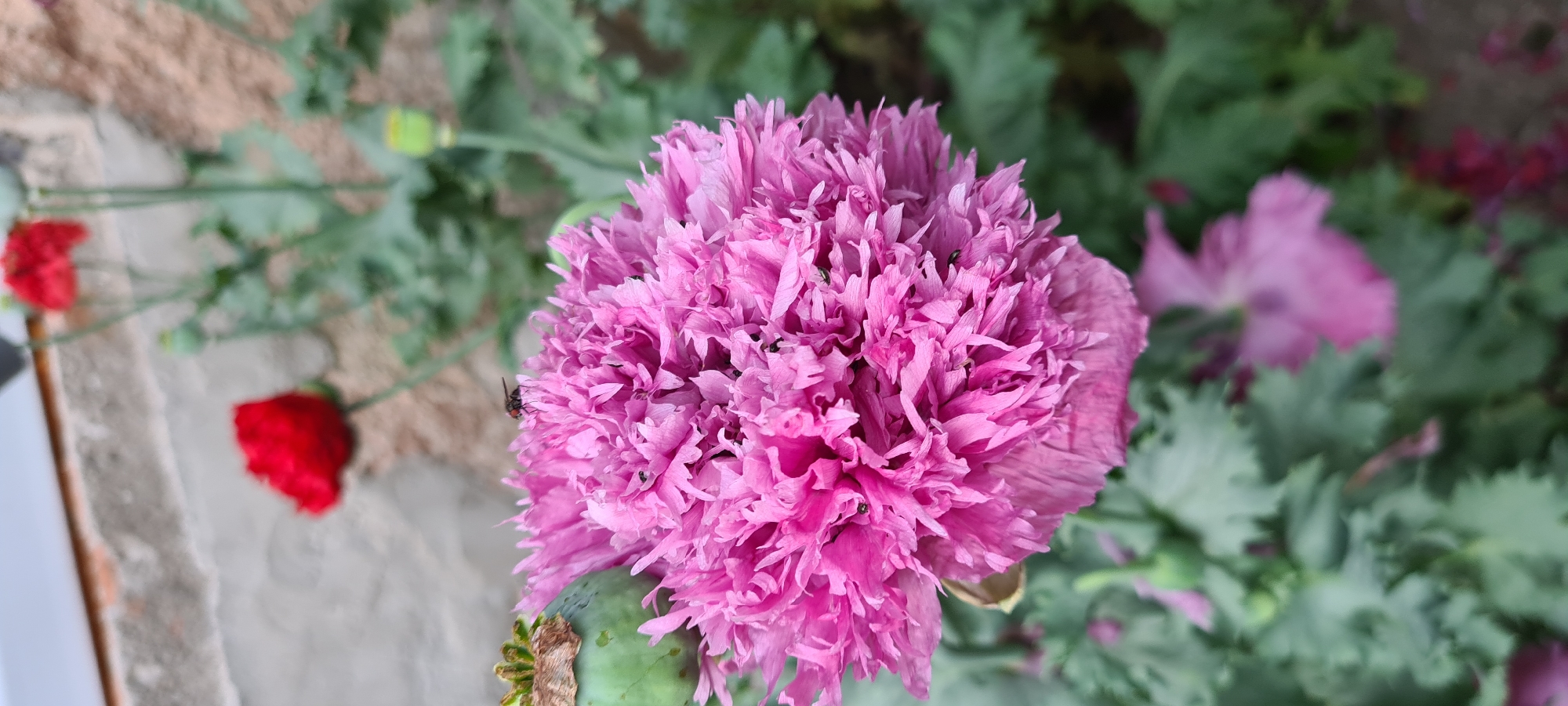 The image shows a close-up of a fluffy, pink poppy flower with a fly perched on its petals. To the left of the pink poppy, a green poppy seed pod is visible. In the background, out of focus, are two red poppies and green foliage. The scene appears to be an outdoor setting, possibly a garden. The background also shows a textured, light-colored wall, suggestive of a building. The overall lighting suggests it is daytime. The location is specified as Lopian, Bulgaria.