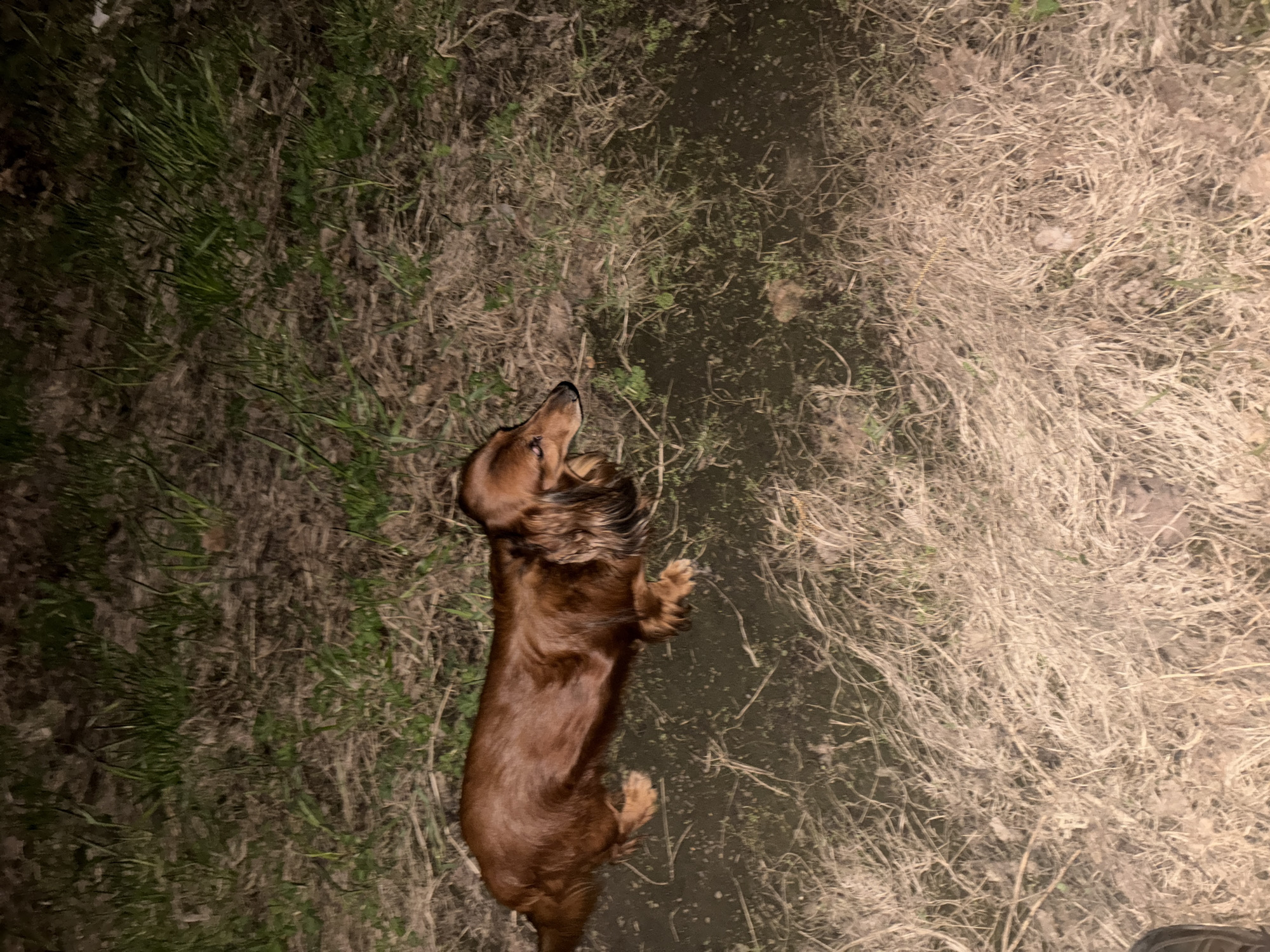 The image shows a brown dachshund dog standing in a muddy ditch or puddle surrounded by grass and dry vegetation. The location cannot be determined from the image.