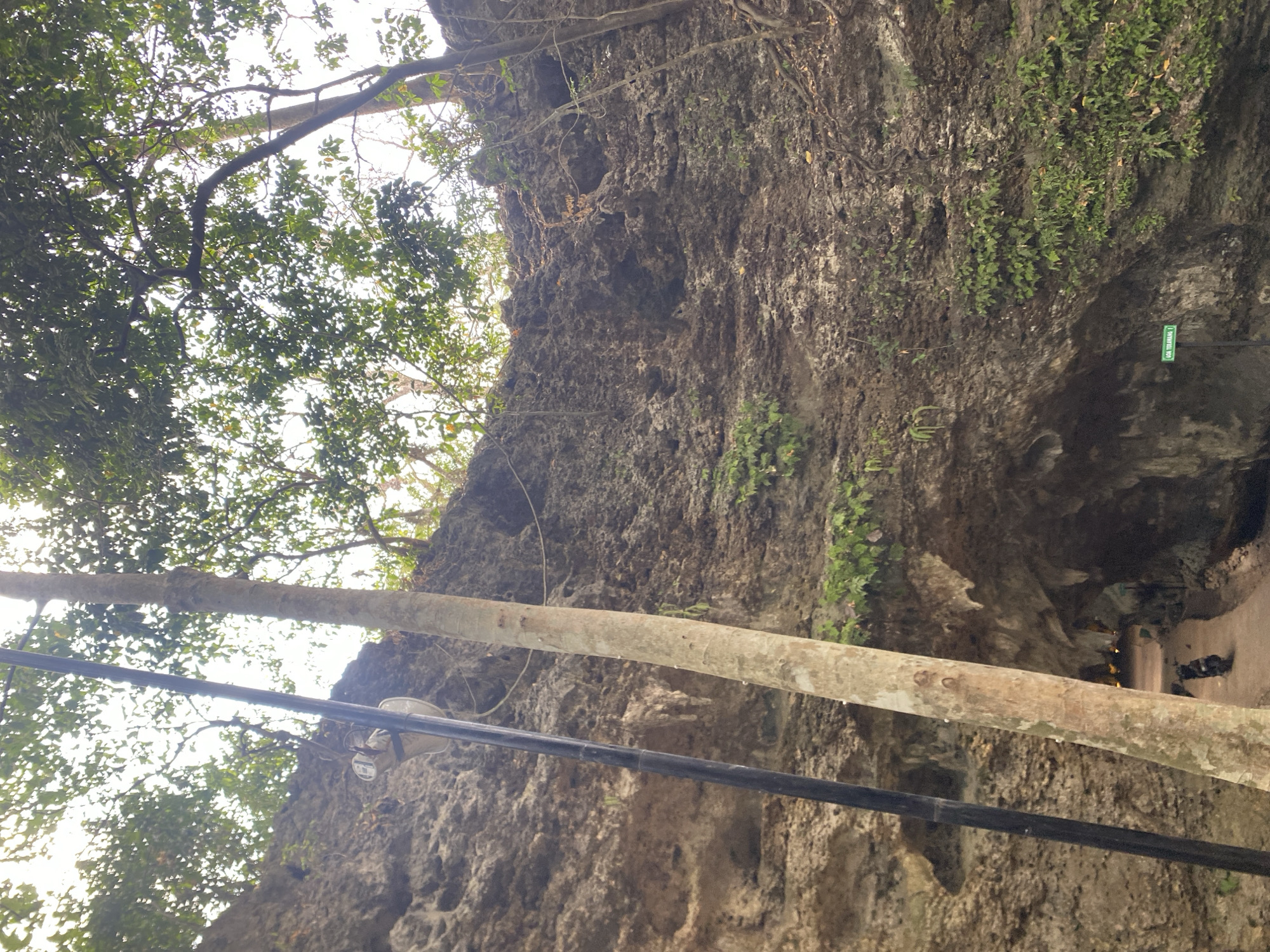 The image depicts the entrance to a cave, likely a tourist attraction, situated within a rocky cliff face overgrown with vegetation. A dirt path leads into the dimly lit interior of the cave, where stalactites are visible. To the left of the entrance, a tall, dark pole stands vertically, with a white cylindrical object attached to it. In the foreground, a large, light-barked tree trunk is prominent, leaning slightly towards the right. A dark motorcycle is parked on the path near the cave entrance. The sky is visible at the top of the image, filtered through a canopy of green leaves. A green sign with white text, possibly indicating the name of the cave, is visible on the rock face to the right of the entrance. The overall scene suggests an outdoor natural environment with a man-made entrance to a geological formation.